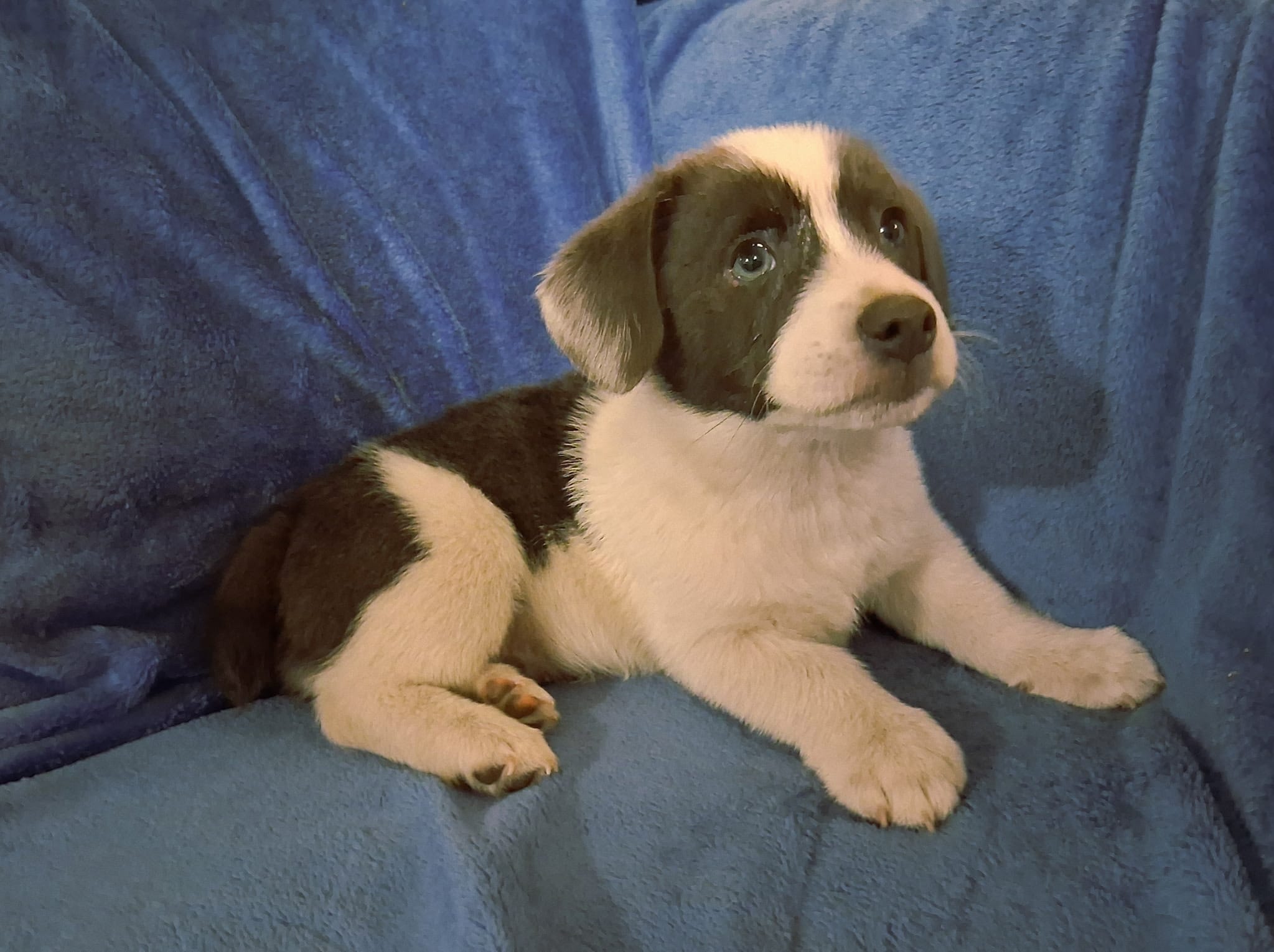 Gus – Pembroke Welsh Corgi, Shihpoo puppy for sale in Paisley, FL