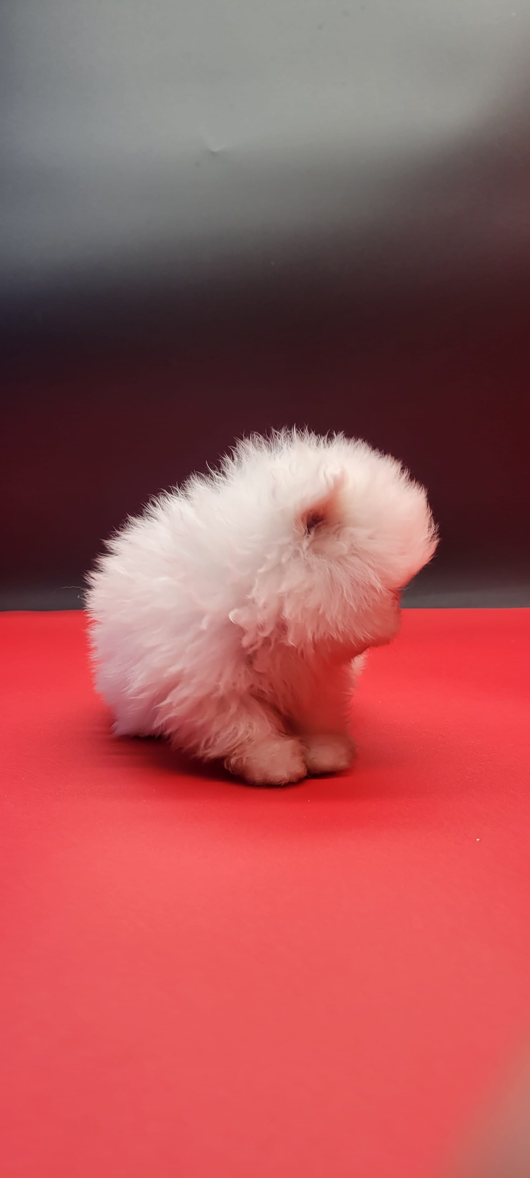 Hello Kitty – Pomeranian puppy for sale in Los Angeles, CA