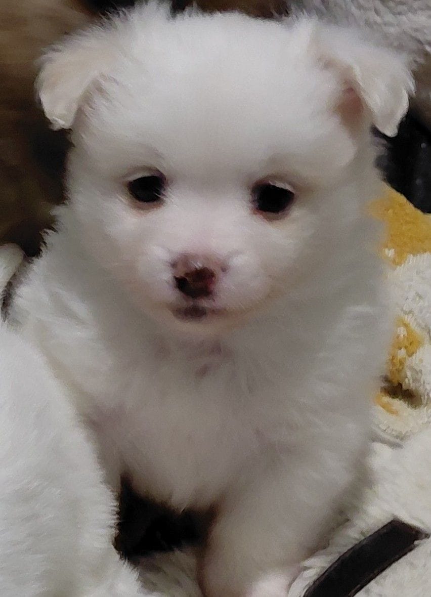Bacho – Maltipom puppy for sale in Fort Worth, TX