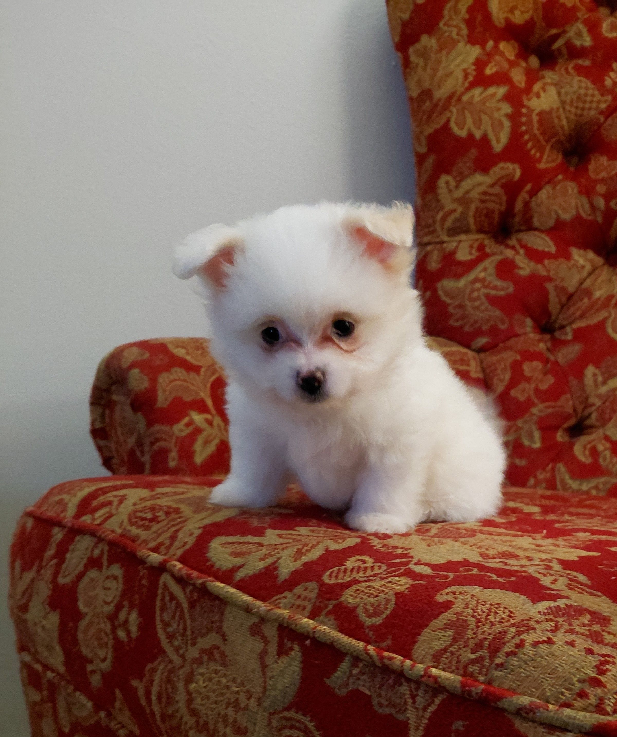 Bacho, a male Maltipom for sale in Fort Worth, TX – Photo 3 of 3