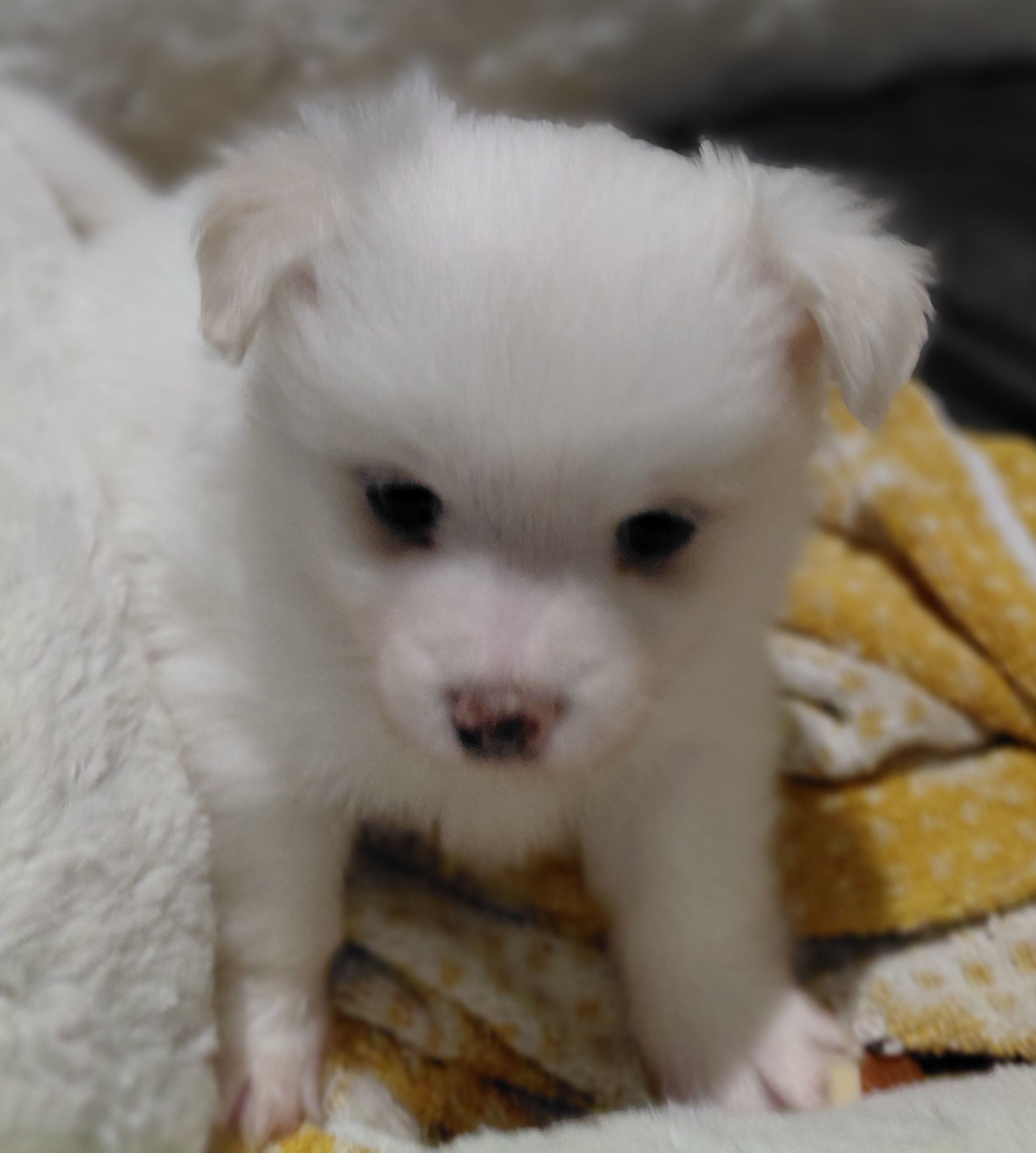 Bacho, a male Maltipom for sale in Fort Worth, TX – Photo 2 of 3