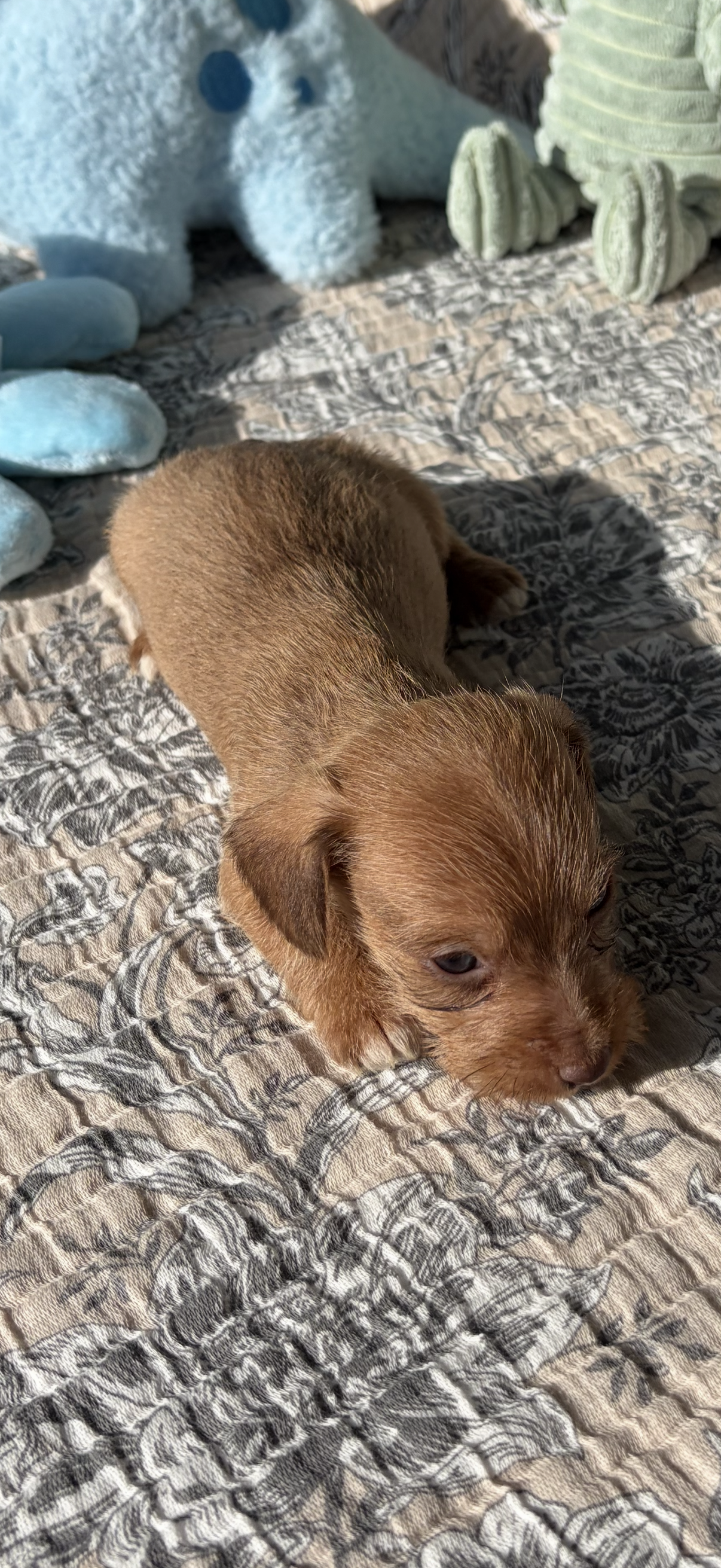 Tippy Toes – Miniature Dachshund puppy for sale in Baxley, GA