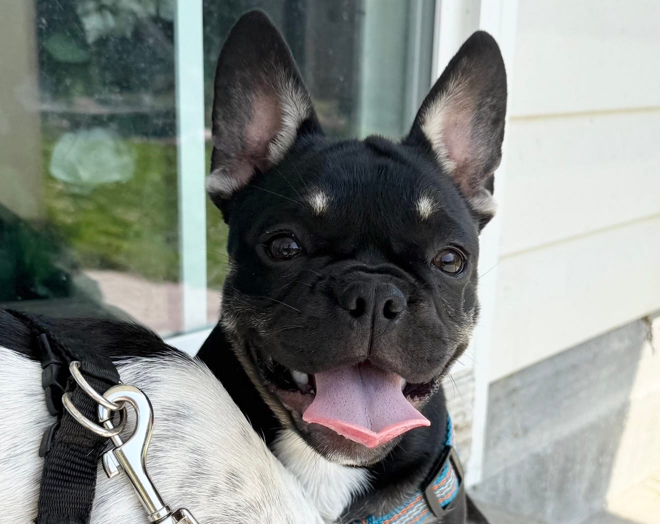 Coco Belle – French Bulldog puppy for sale in Conway, SC