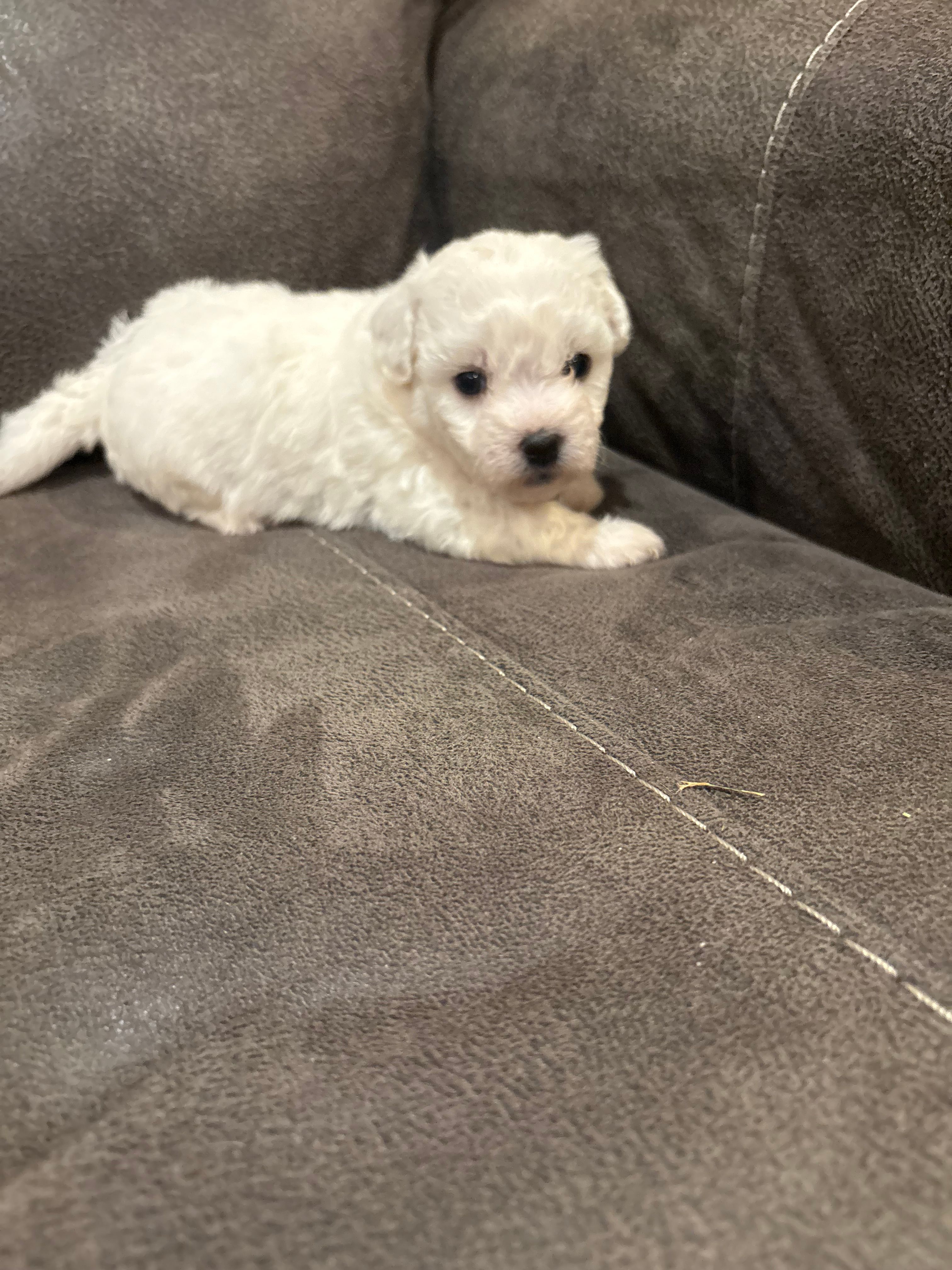Alie – Bichon Frise puppy for sale in Vancouver, WA