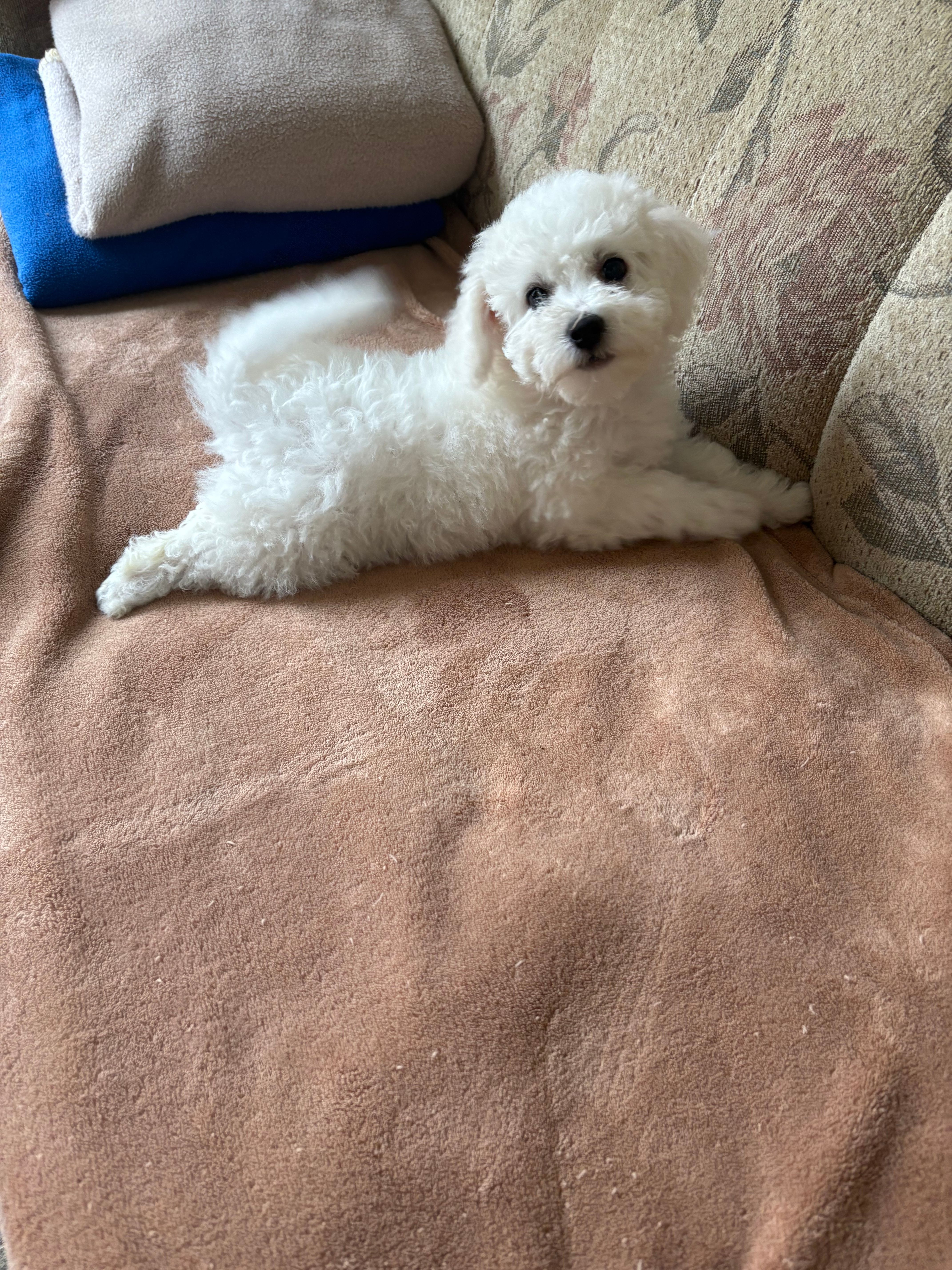 Lily – Bichon Frise puppy for sale in Vancouver, WA