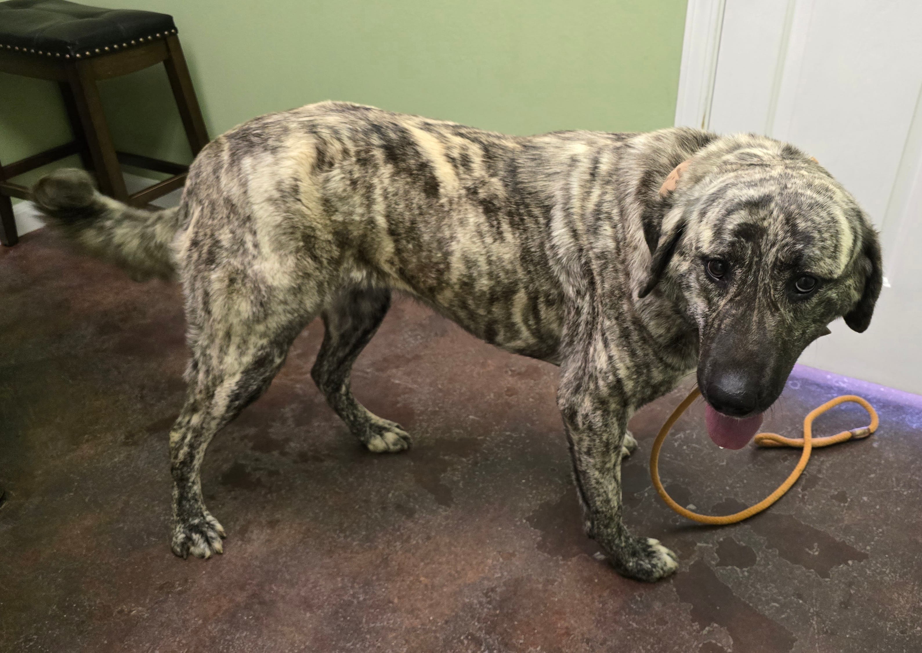 Artemis  – Anatolian Shepherd Dog puppy for sale in Pryor, OK