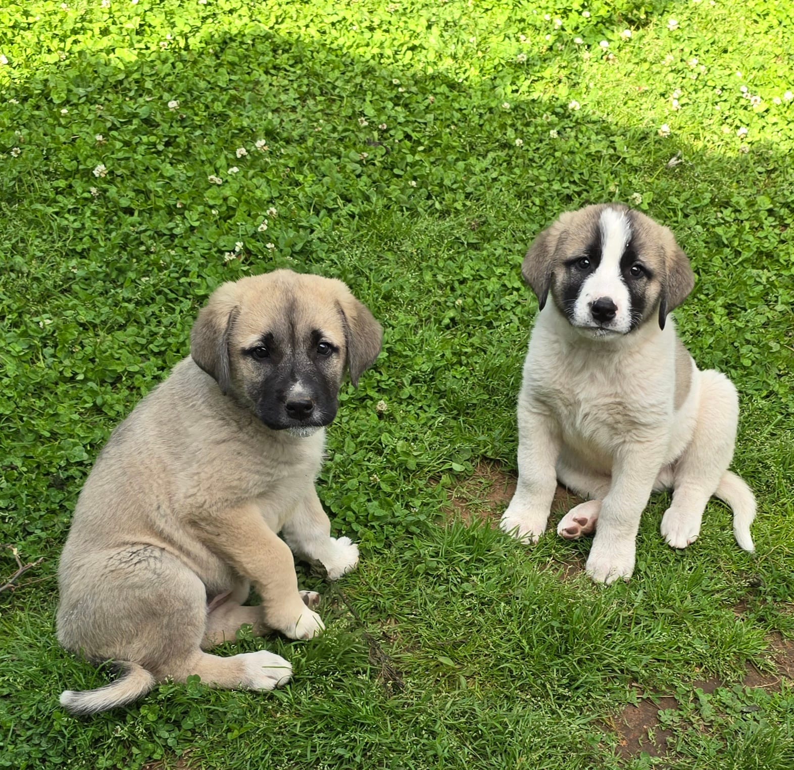 Pinto male – Anatolian Shepherd Dog puppy for sale in Pryor, OK