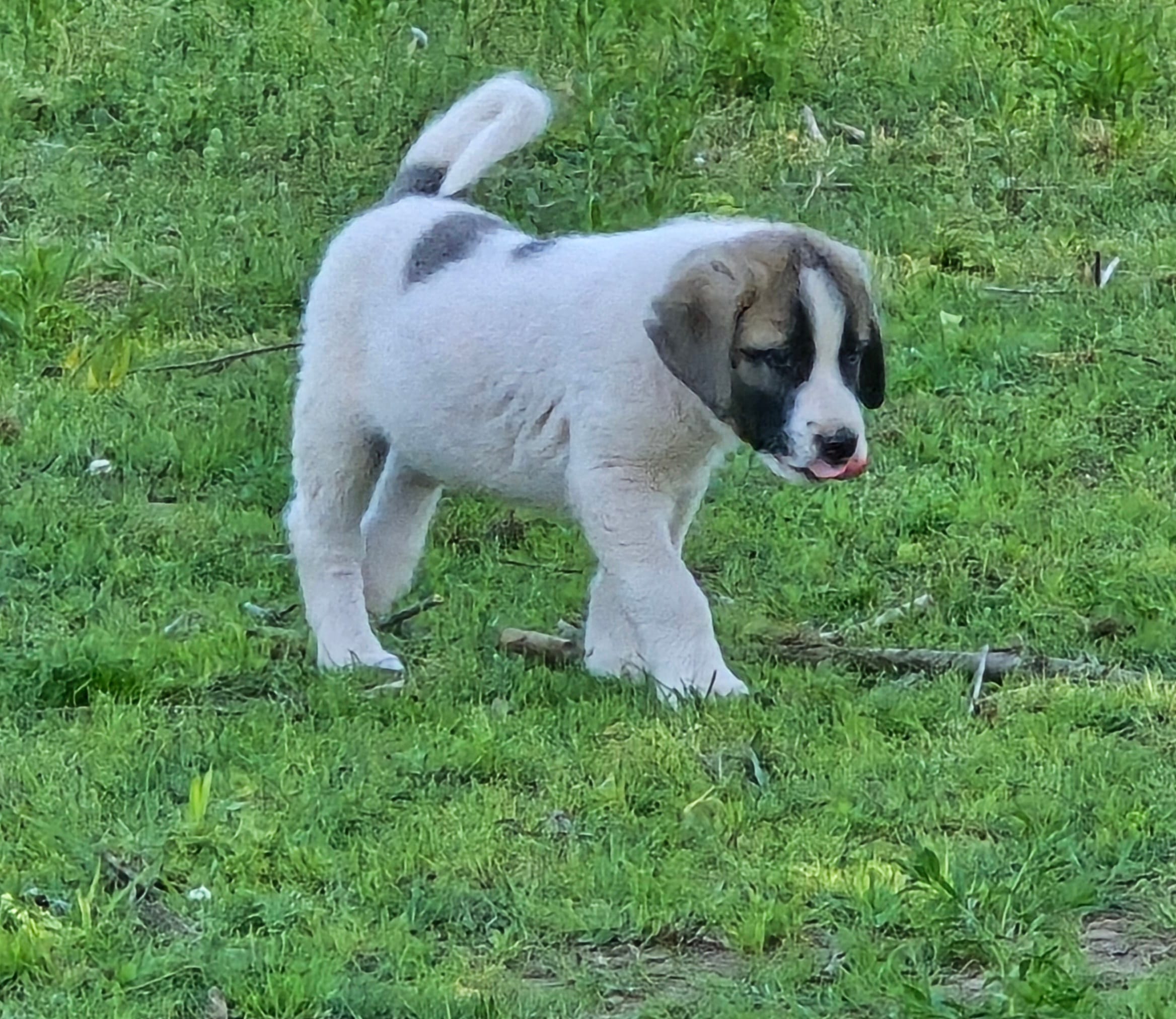 Pinto male – Anatolian Shepherd Dog puppy for sale in Pryor, OK