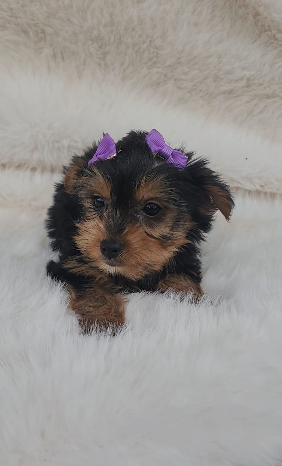 Violet – Yorkshire Terrier puppy for sale in Indianapolis, IN