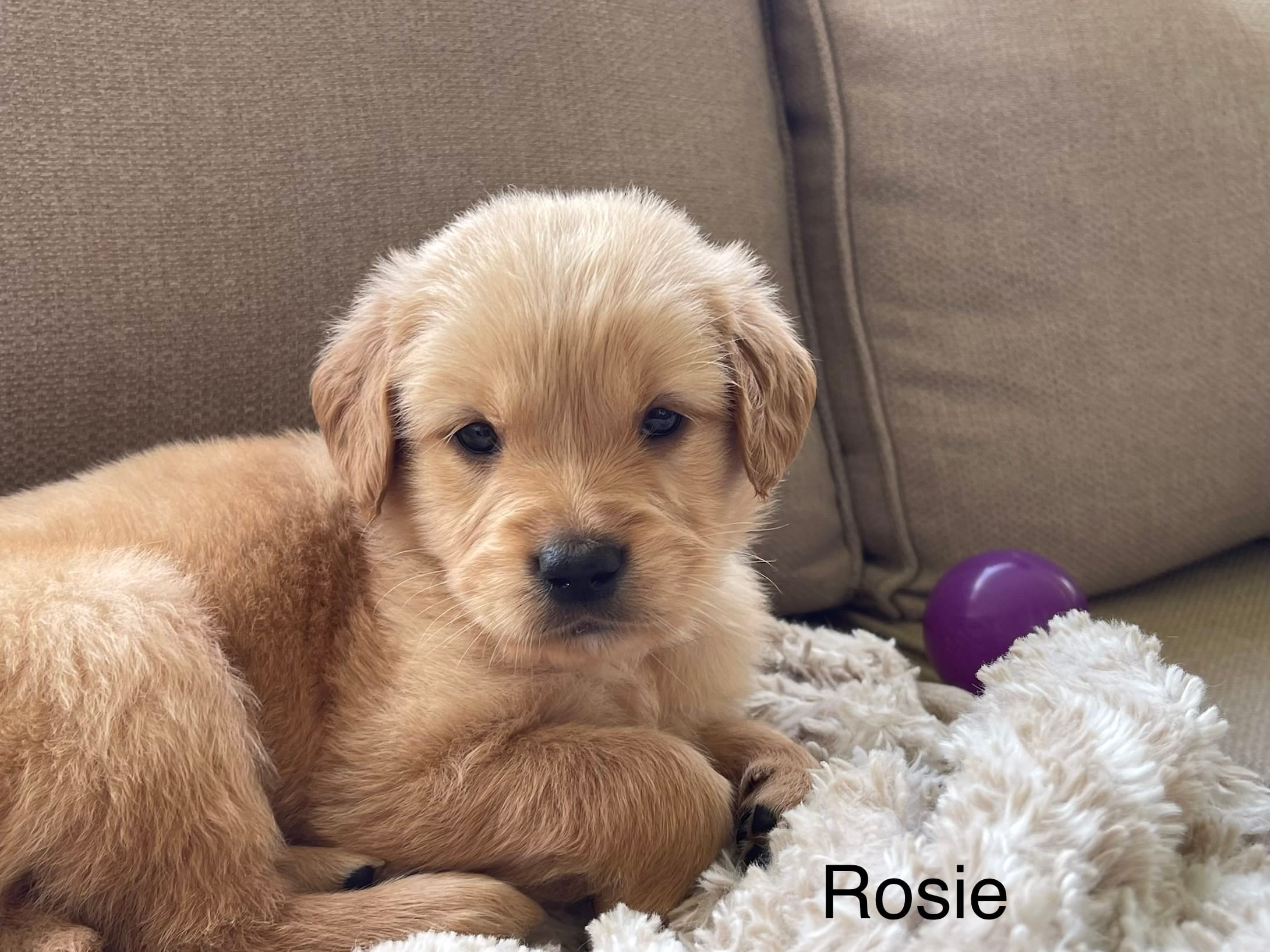 Rosie  – Golden Retriever puppy for sale in Fair Play, SC