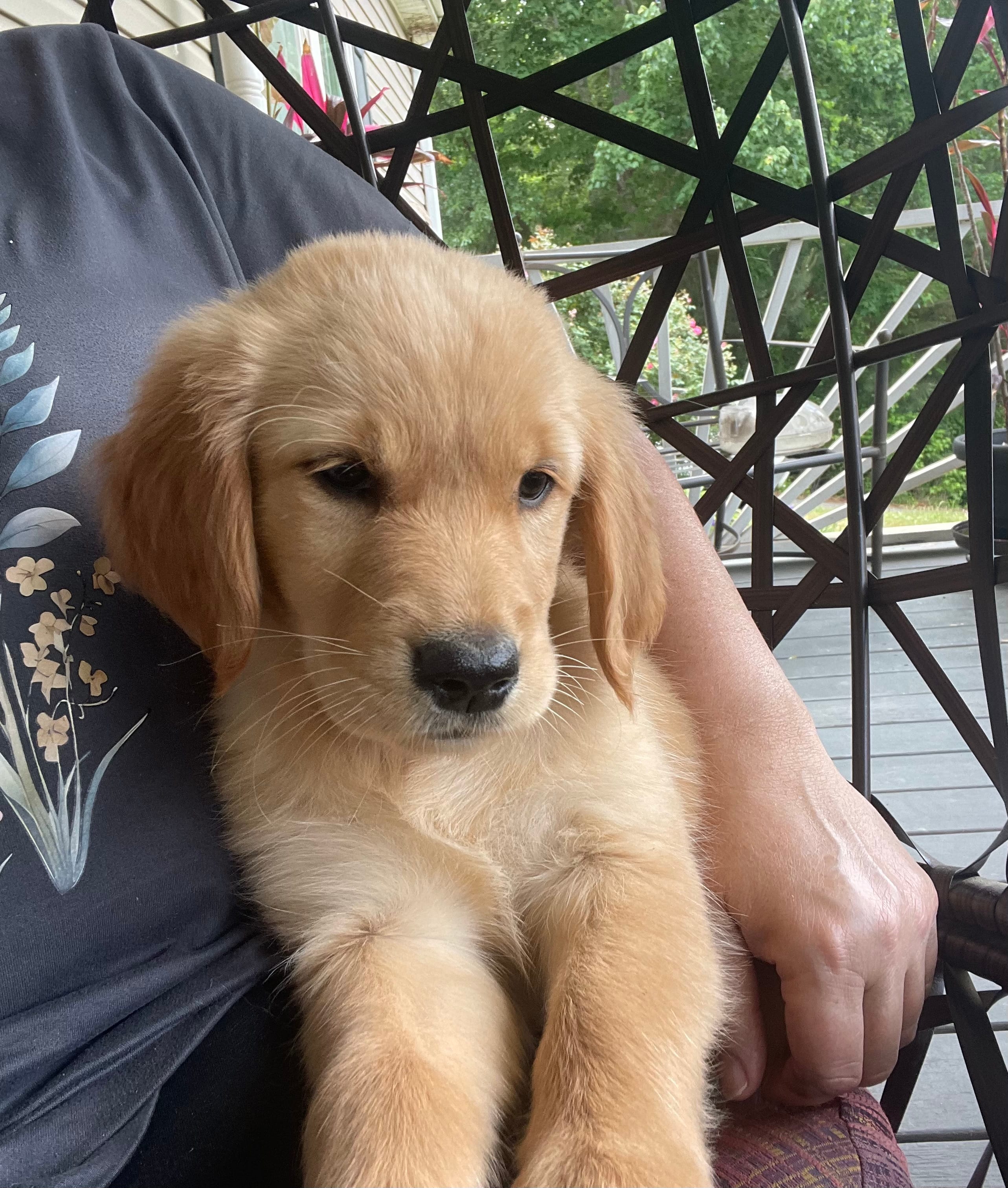 Rosie  – Golden Retriever puppy for sale in Fair Play, SC