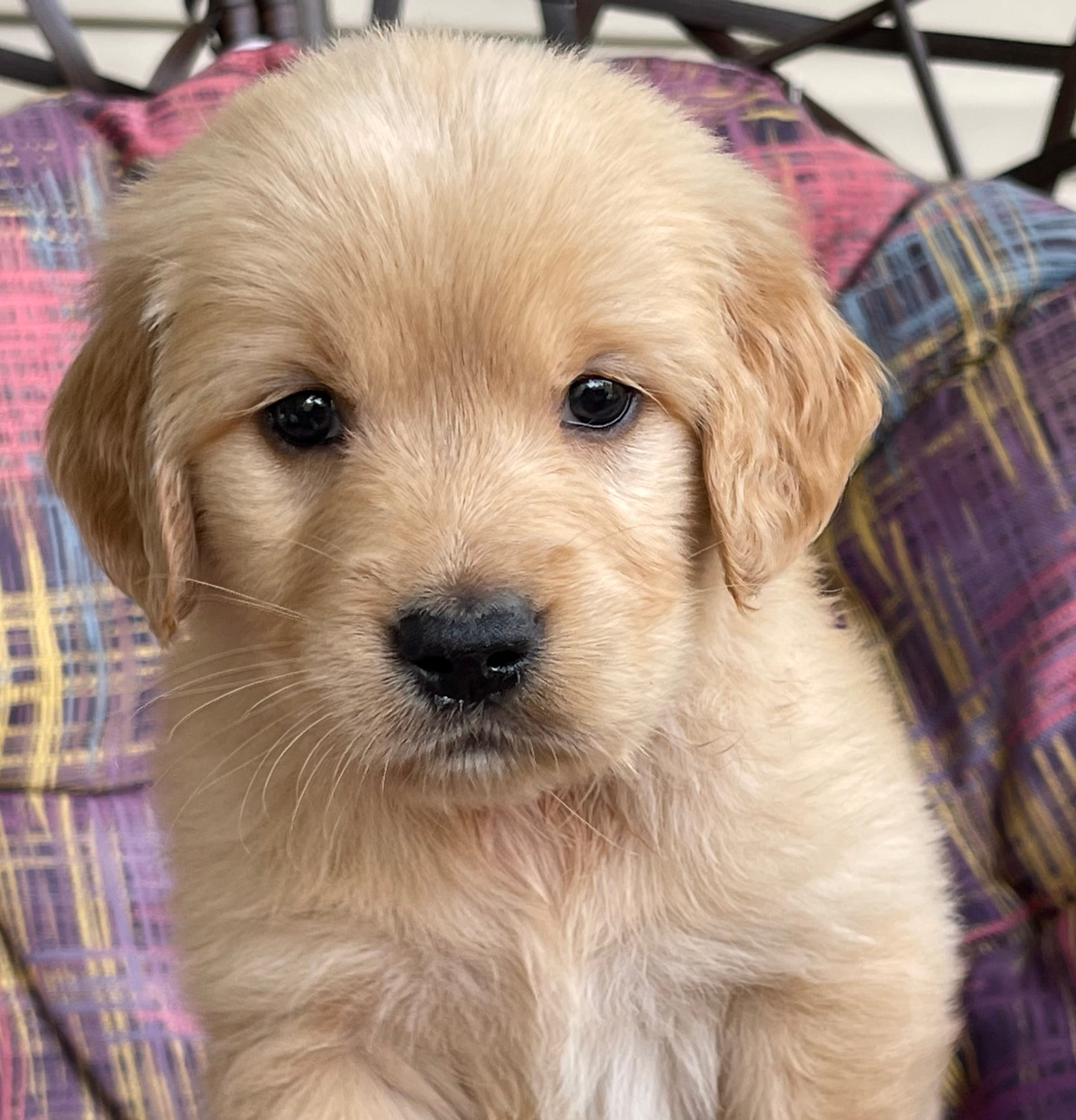 Belle – Golden Retriever puppy for sale in Fair Play, SC