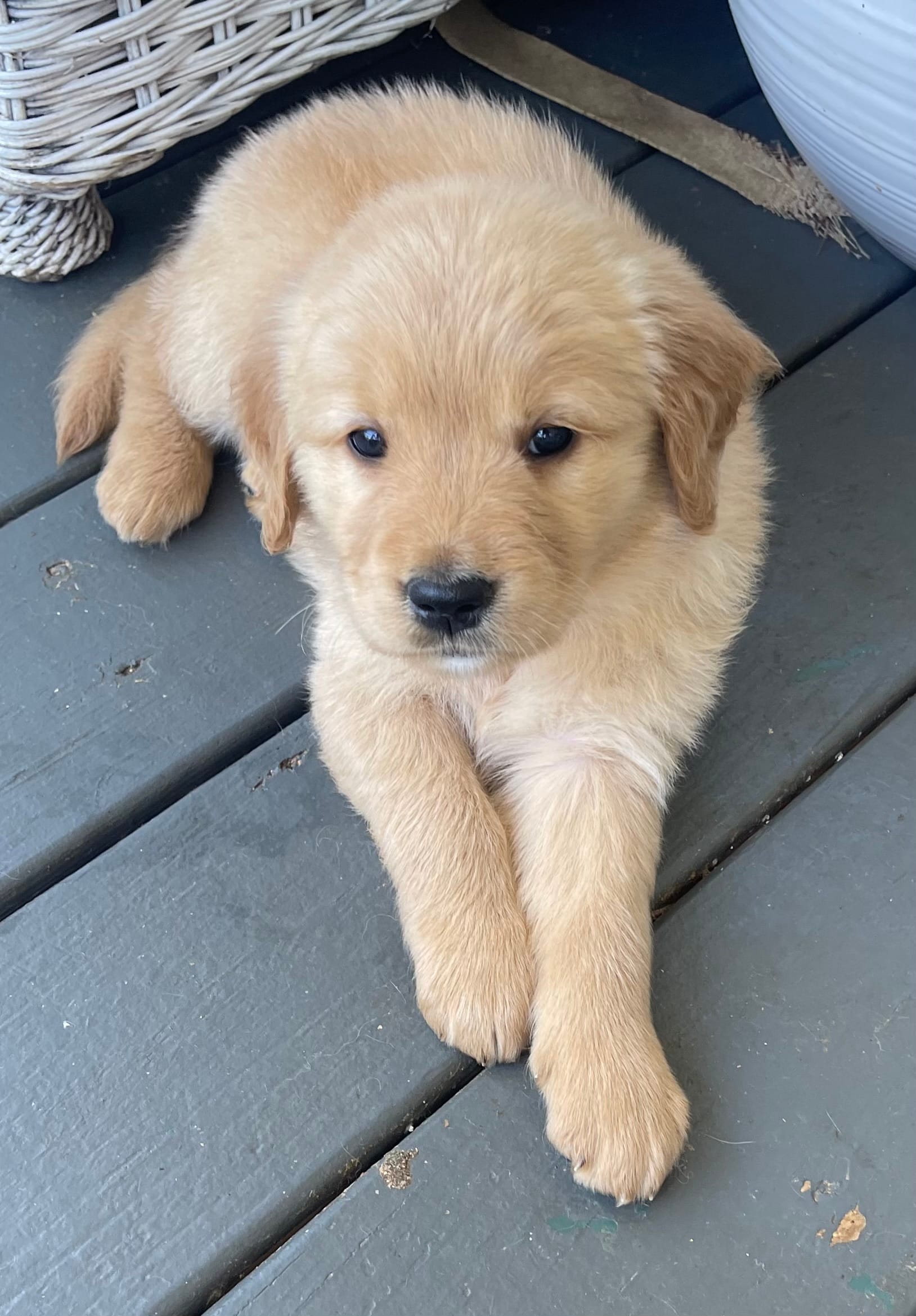 Jacki – Golden Retriever puppy for sale in Fair Play, SC