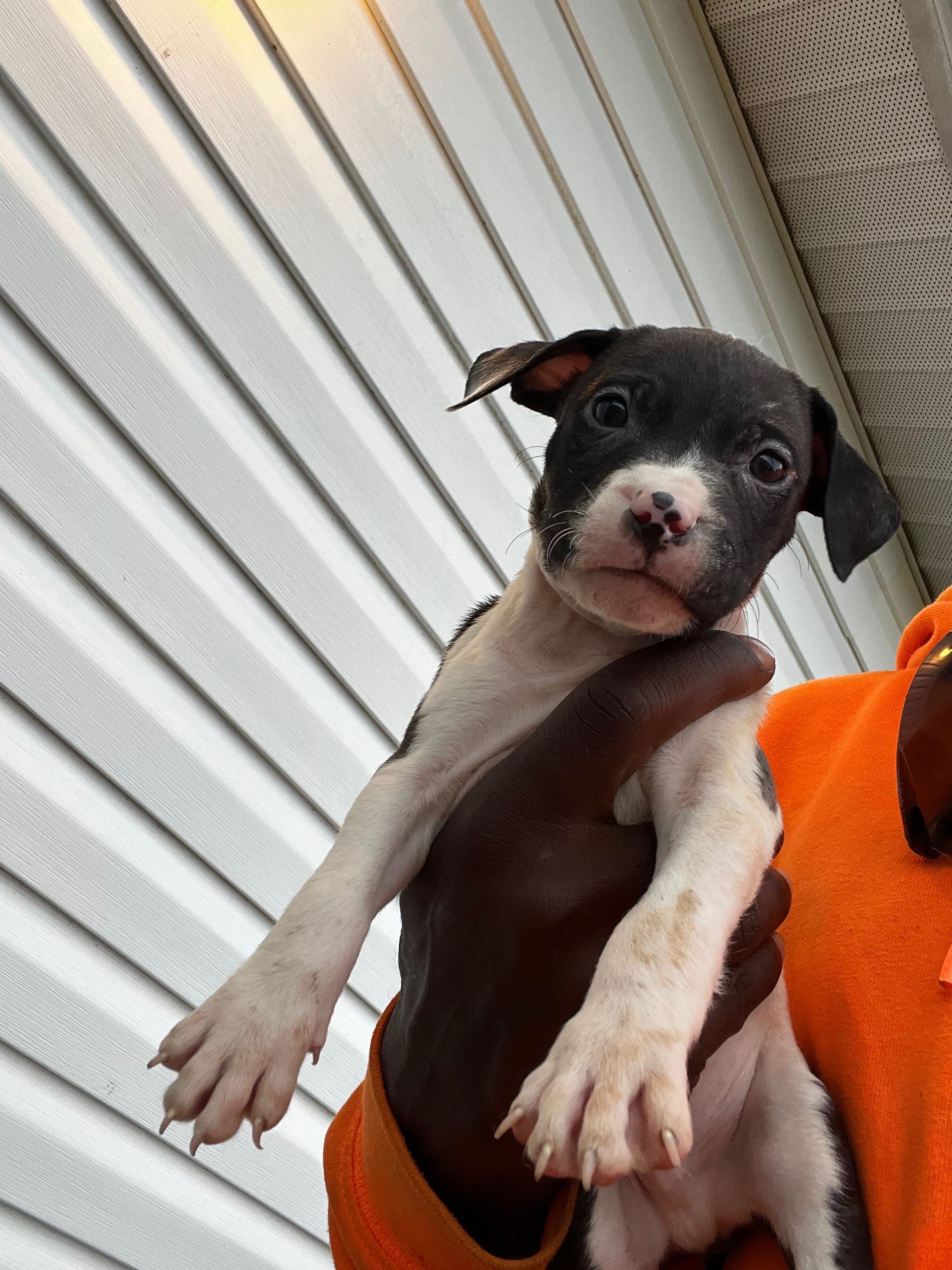 Rex, a female American Pit Bull Terrier for sale in Suffolk, VA – 5 of 6