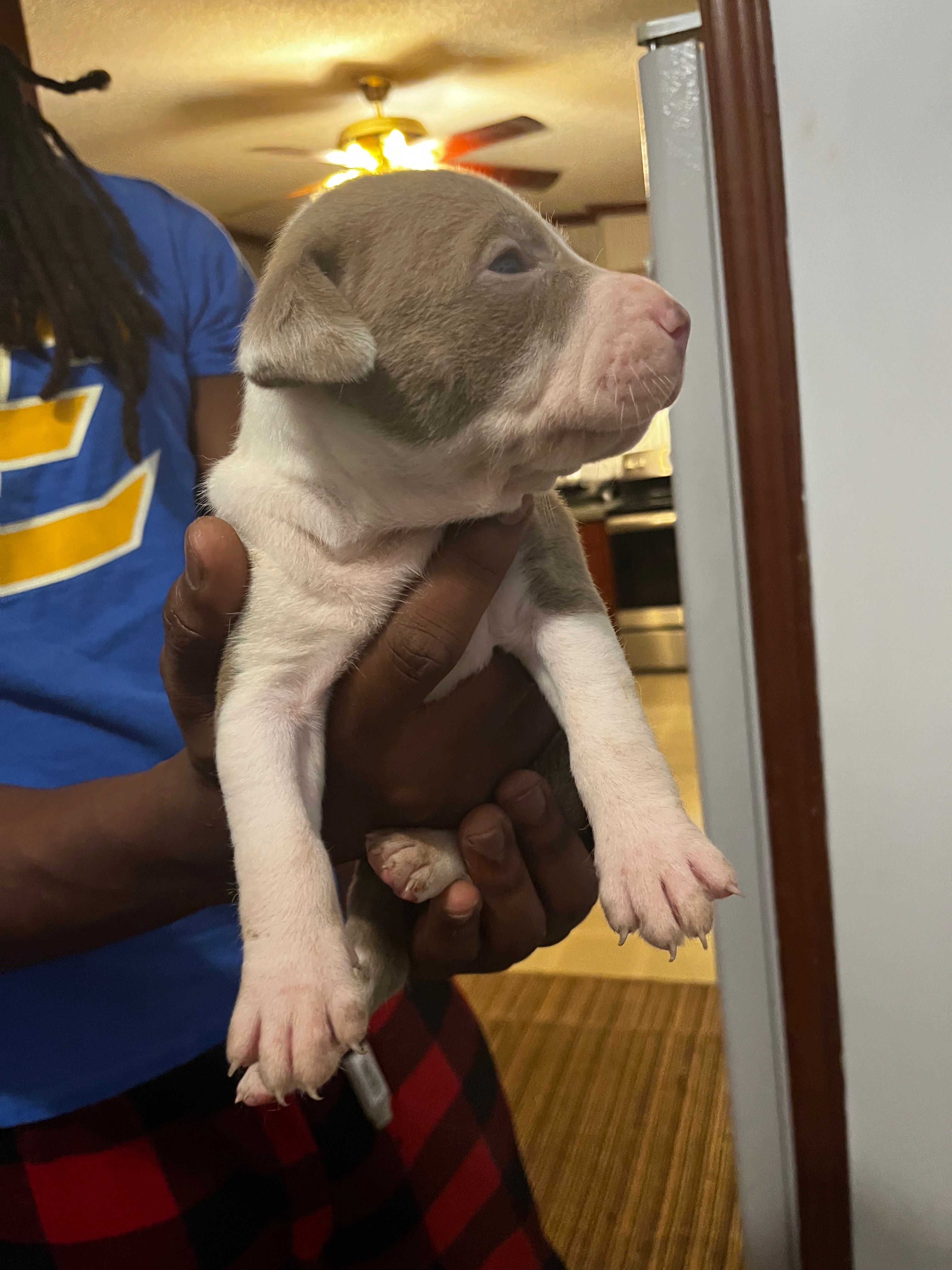 King , a male American Pit Bull Terrier for sale in Suffolk, VA – 7 of 7