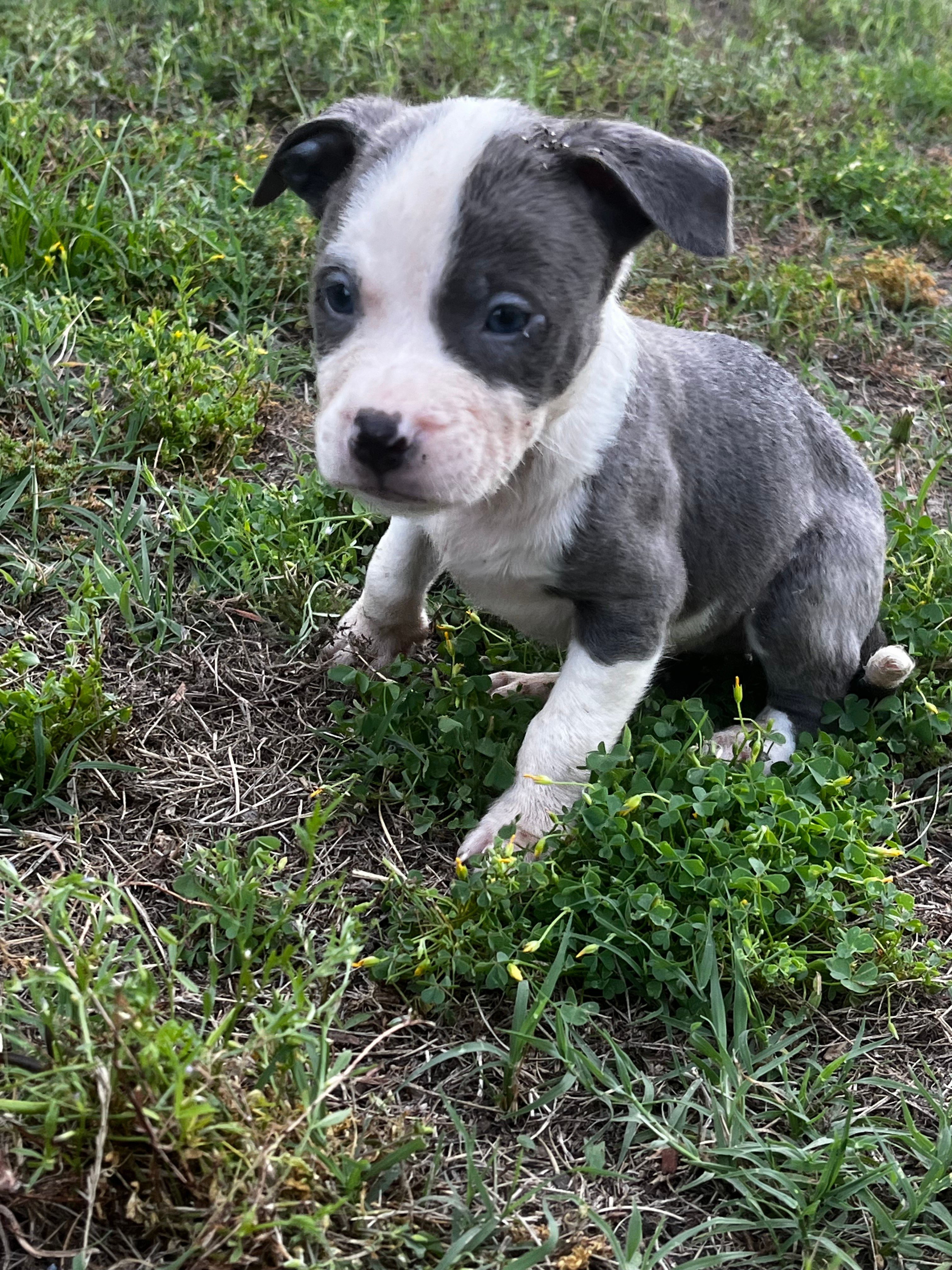 Prince, a male American Pit Bull Terrier for sale in Suffolk, VA – 4 of 5
