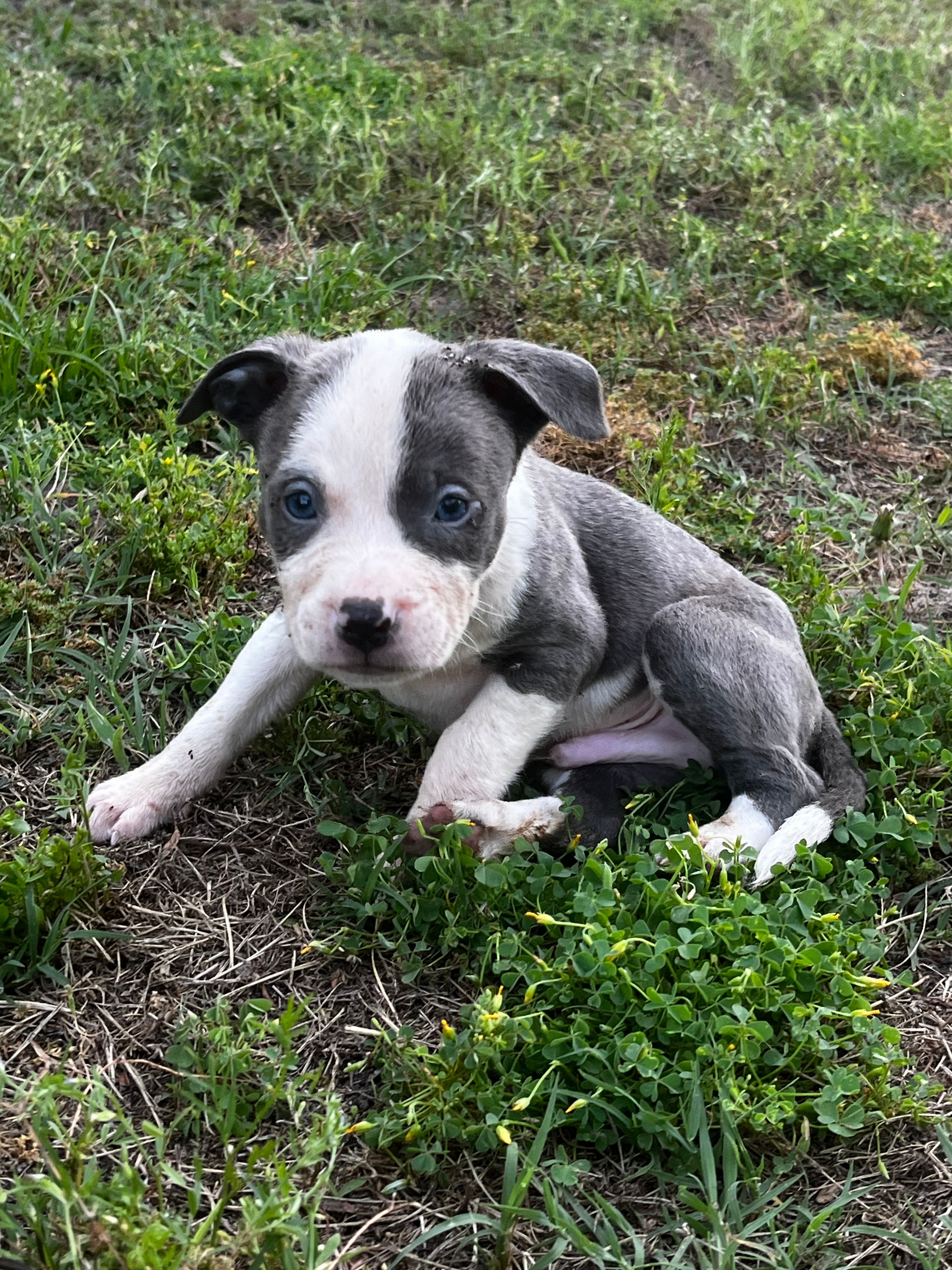 Prince, a male American Pit Bull Terrier for sale in Suffolk, VA – 5 of 5