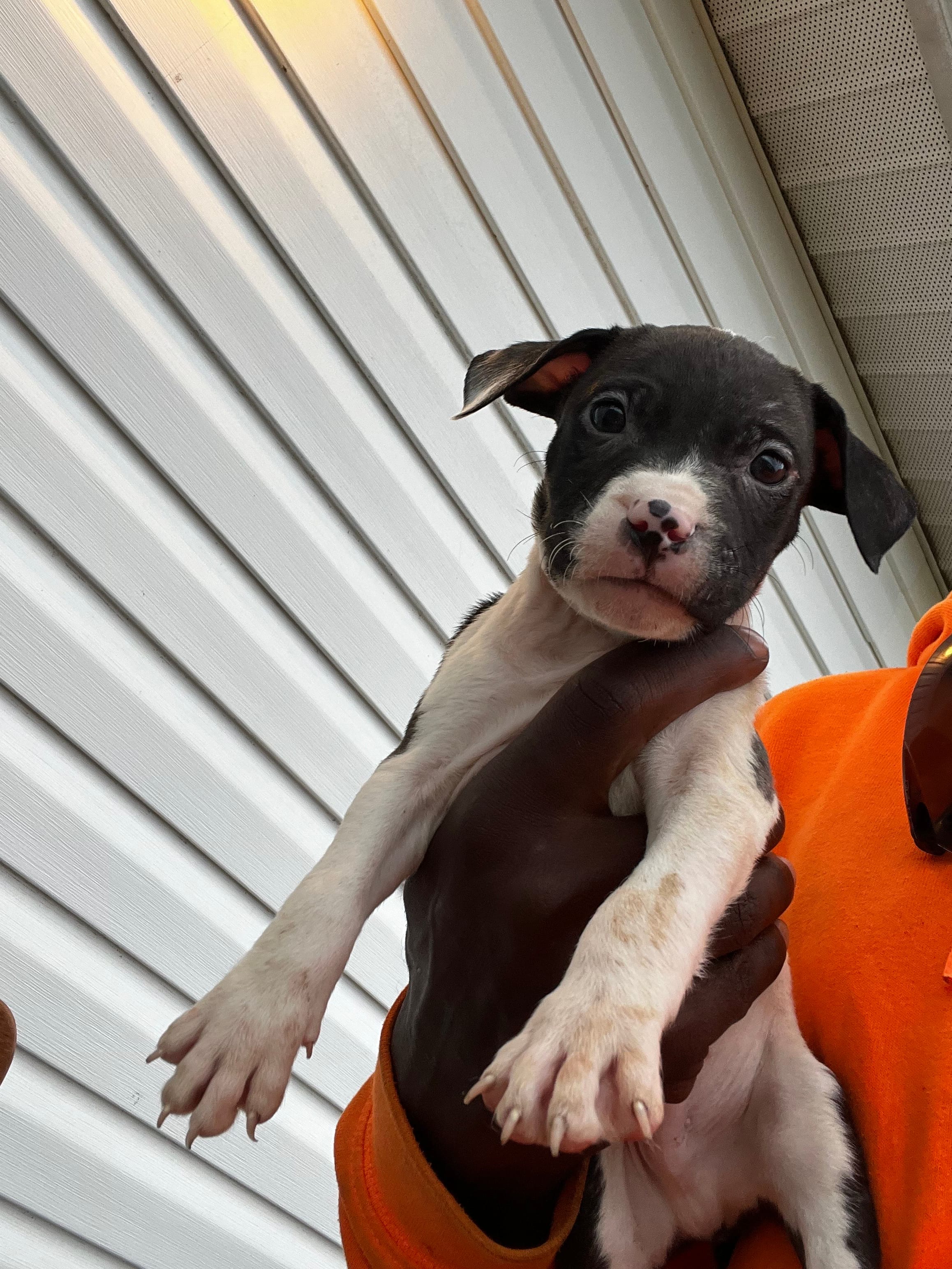 Rex, a female American Pit Bull Terrier for sale in Suffolk, VA – 6 of 6