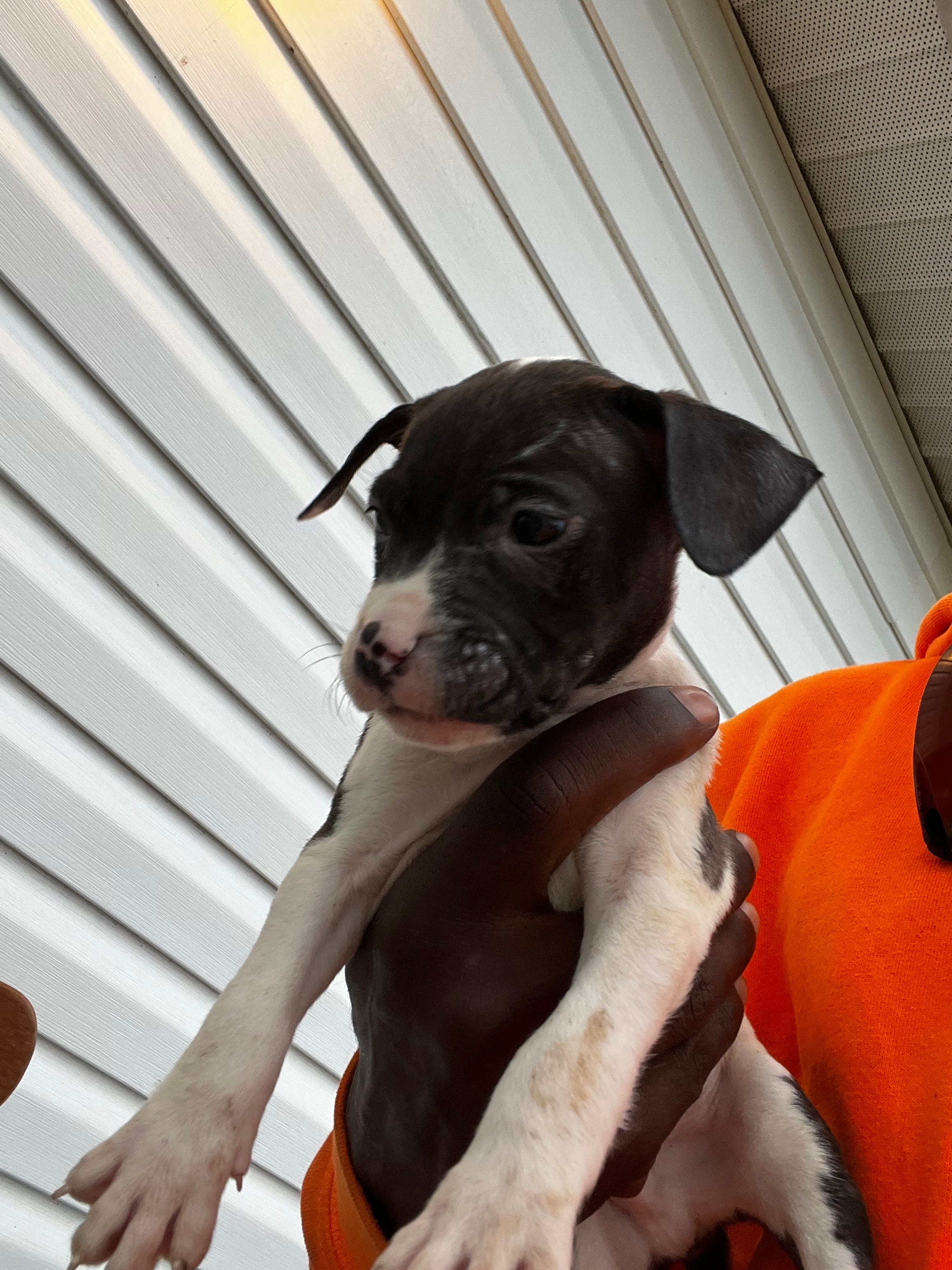 Rex, a female American Pit Bull Terrier for sale in Suffolk, VA – 4 of 6