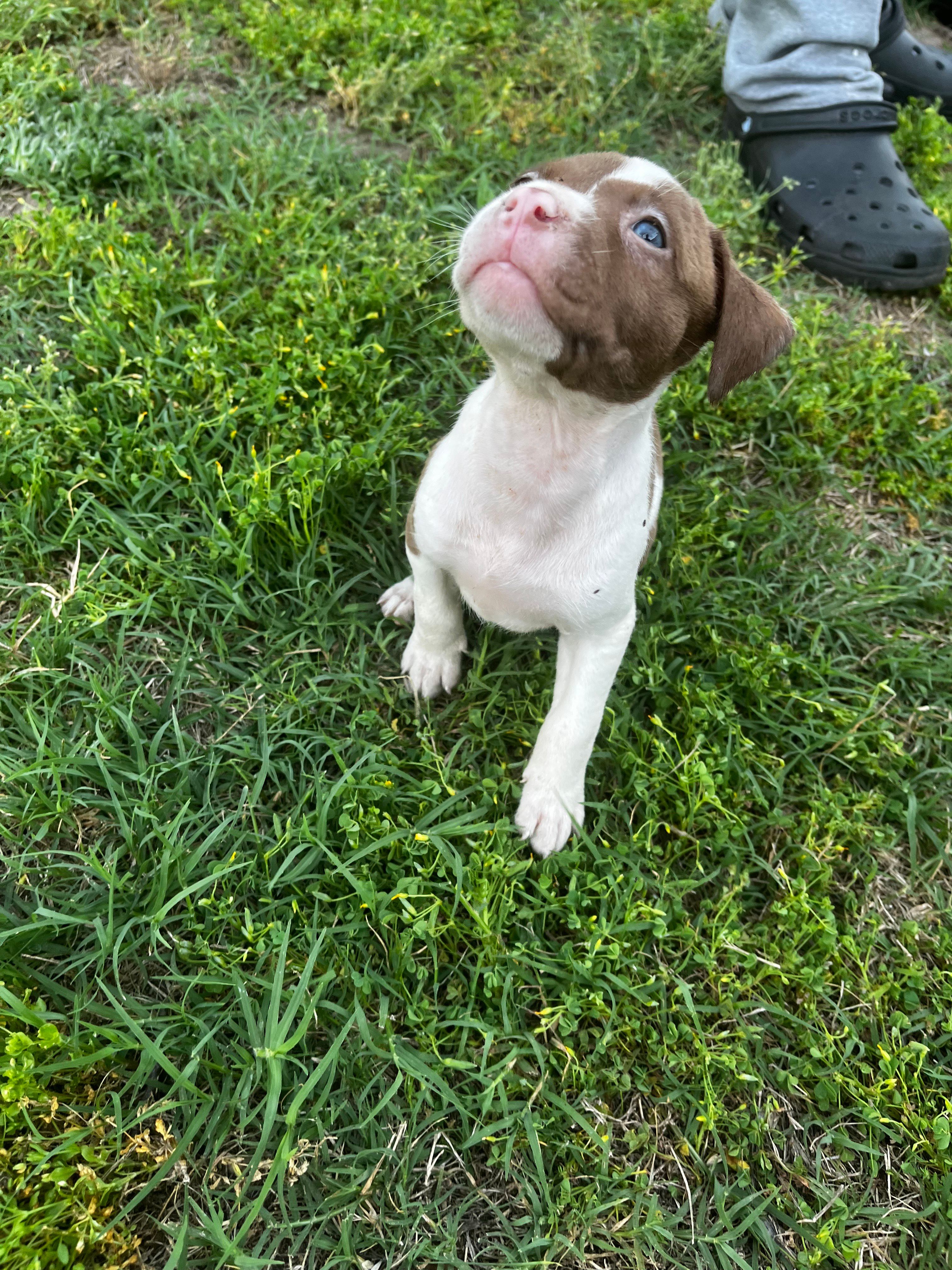 Sky  – American Pit Bull Terrier puppy for sale in Suffolk, VA