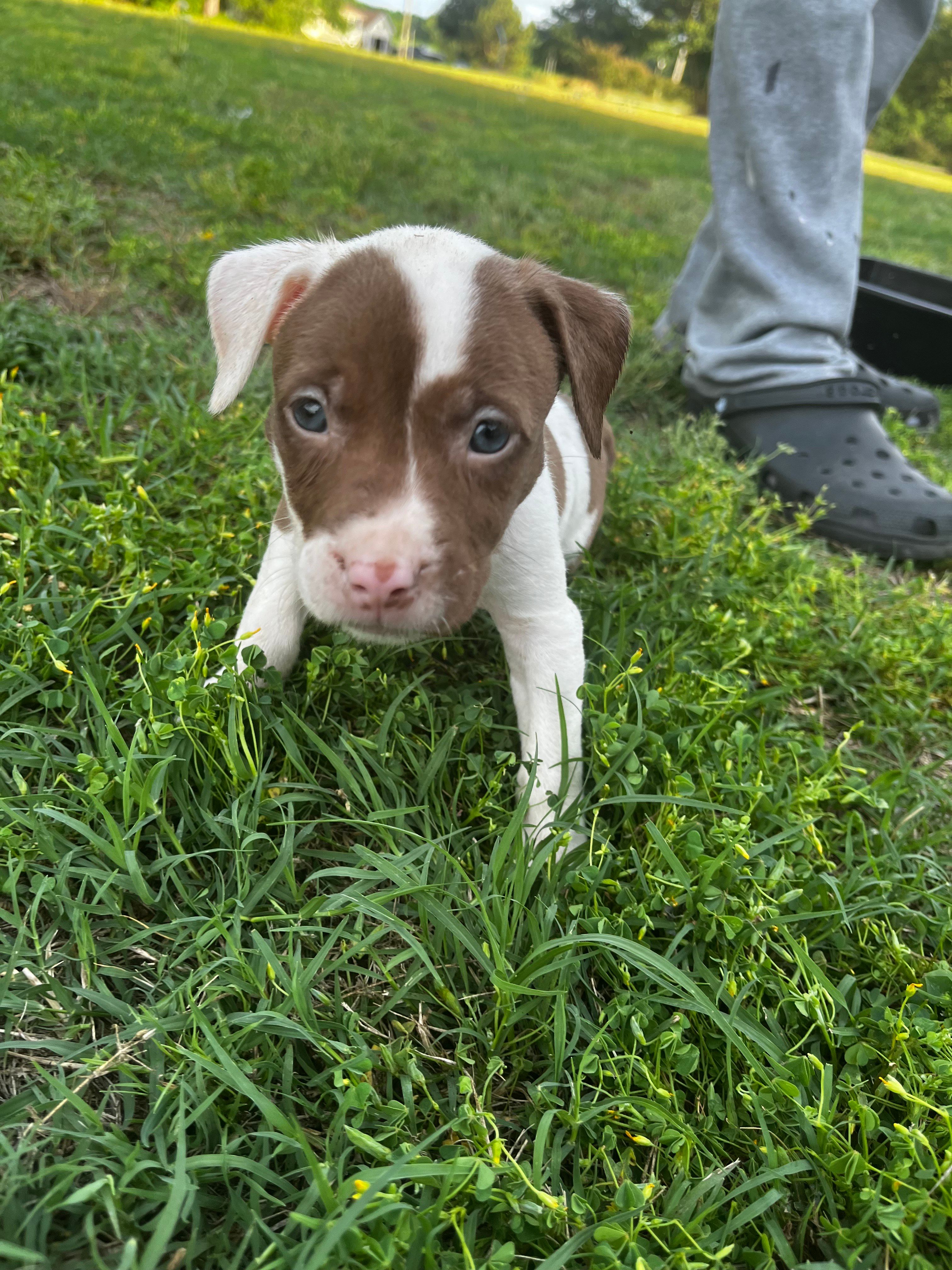 Sky , a female American Pit Bull Terrier for sale in Suffolk, VA – 2 of 4
