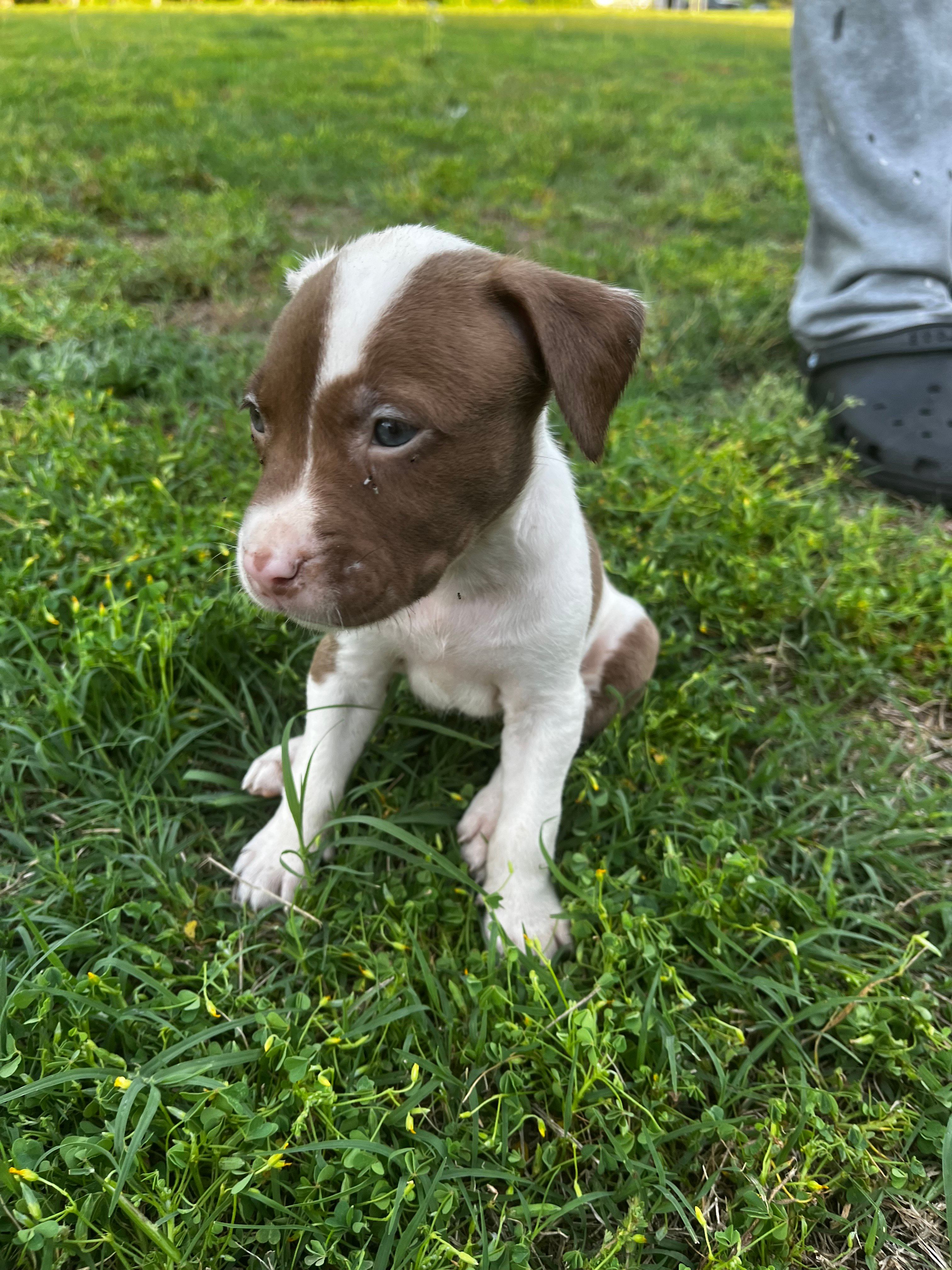 Sky , a female American Pit Bull Terrier for sale in Suffolk, VA – 4 of 4