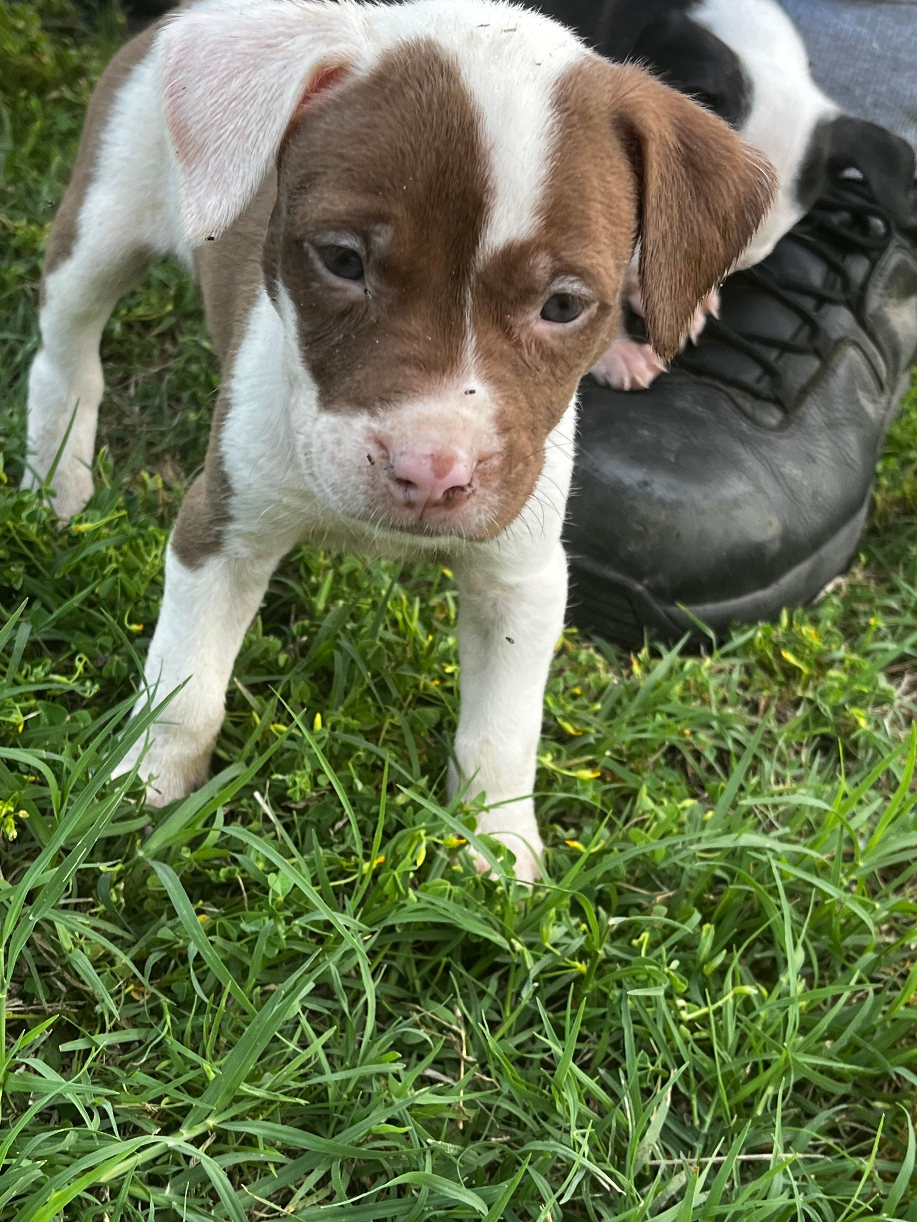 Sky , a female American Pit Bull Terrier for sale in Suffolk, VA – 3 of 4