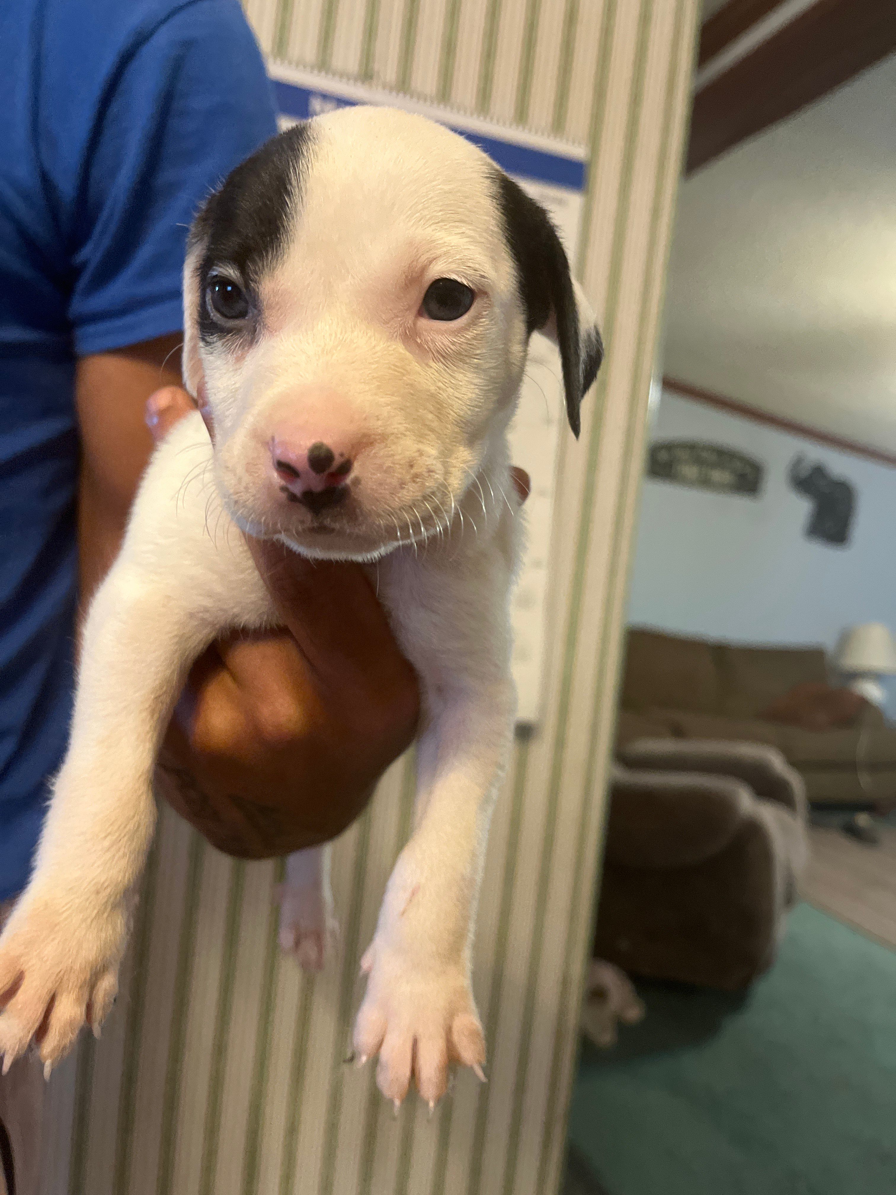 Jade, a female American Pit Bull Terrier for sale in Suffolk, VA – 2 of 6