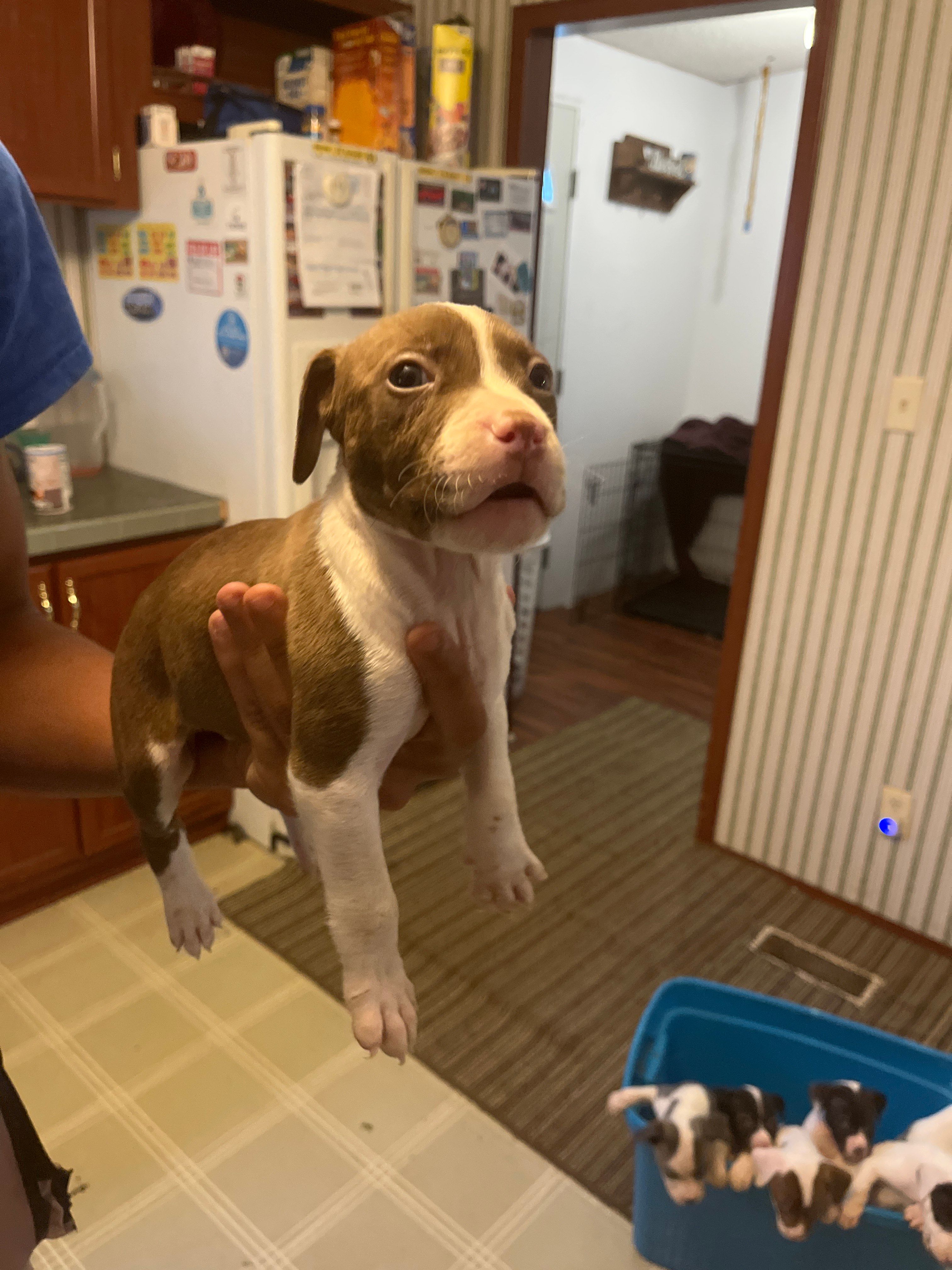 Tyson – American Pit Bull Terrier puppy for sale in Suffolk, VA