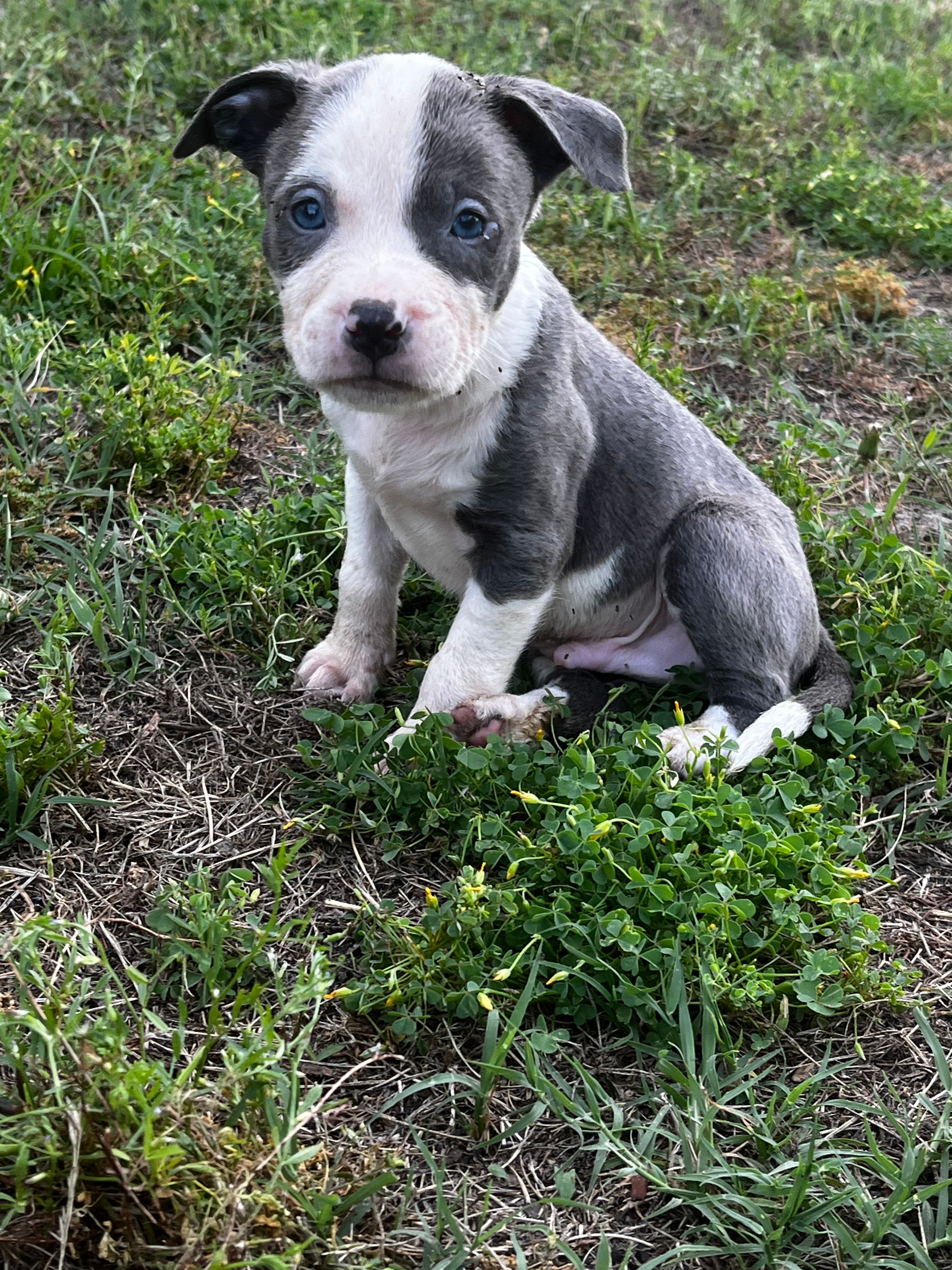 Prince – American Pit Bull Terrier puppy for sale in Suffolk, VA