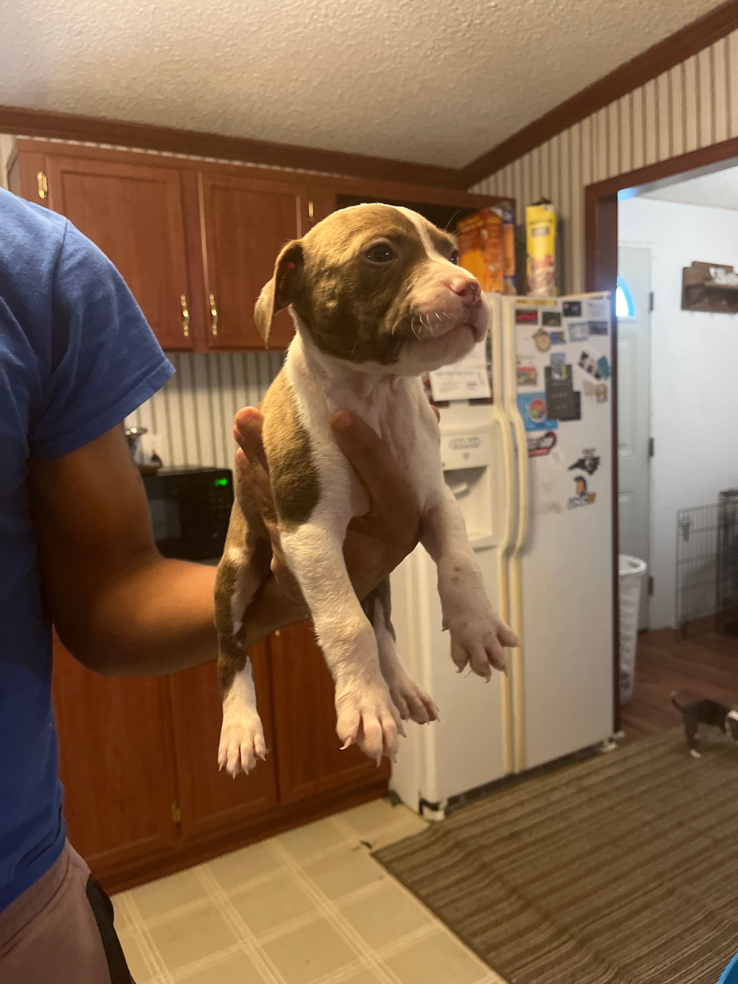 Tyson, a male American Pit Bull Terrier for sale in Suffolk, VA – 2 of 3