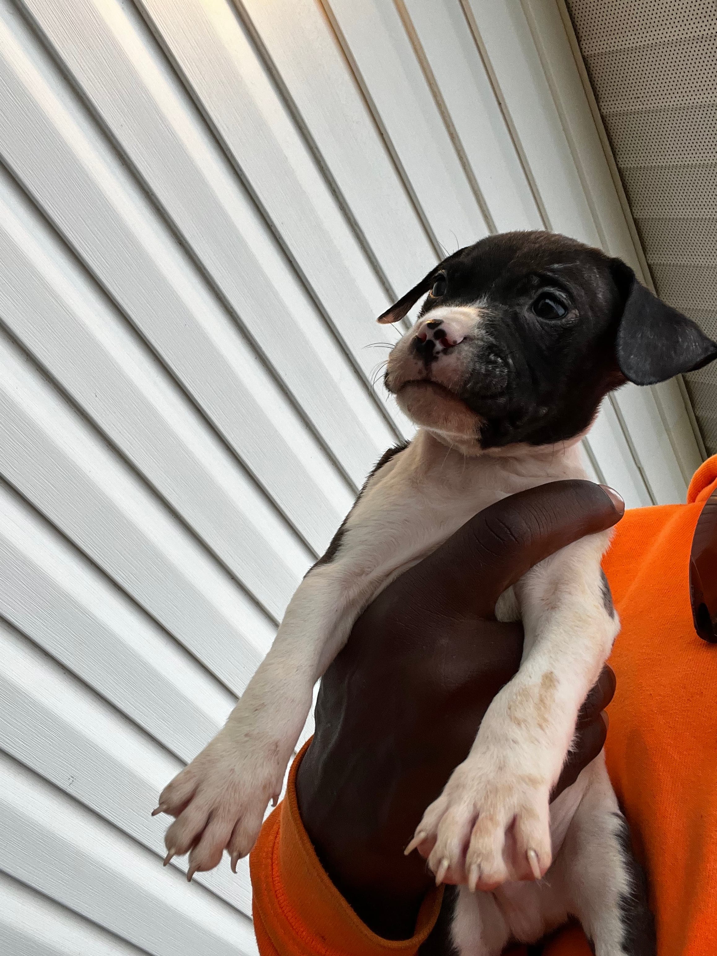 Rex, a female American Pit Bull Terrier for sale in Suffolk, VA – 2 of 6