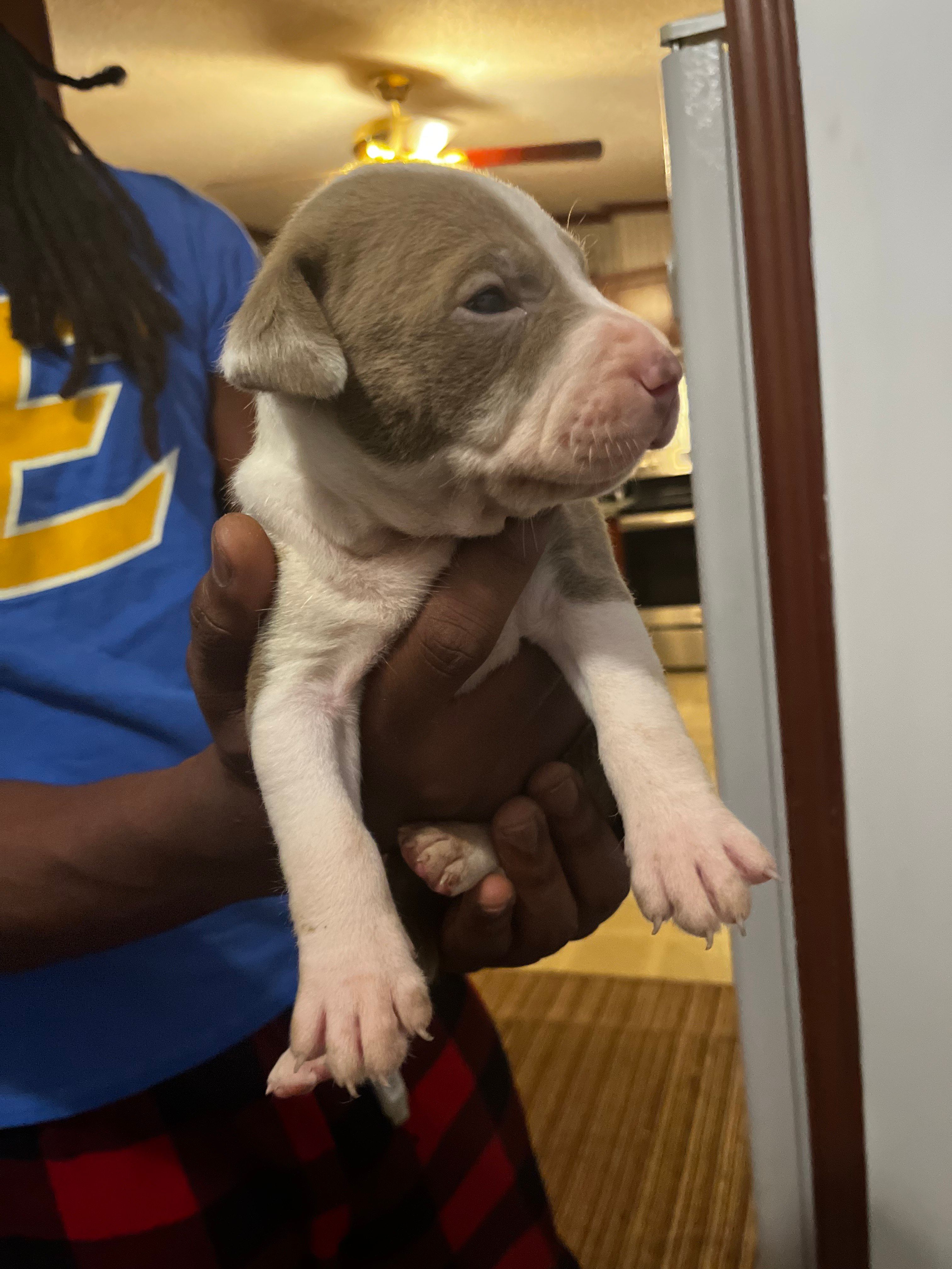 King , a male American Pit Bull Terrier for sale in Suffolk, VA – 2 of 7