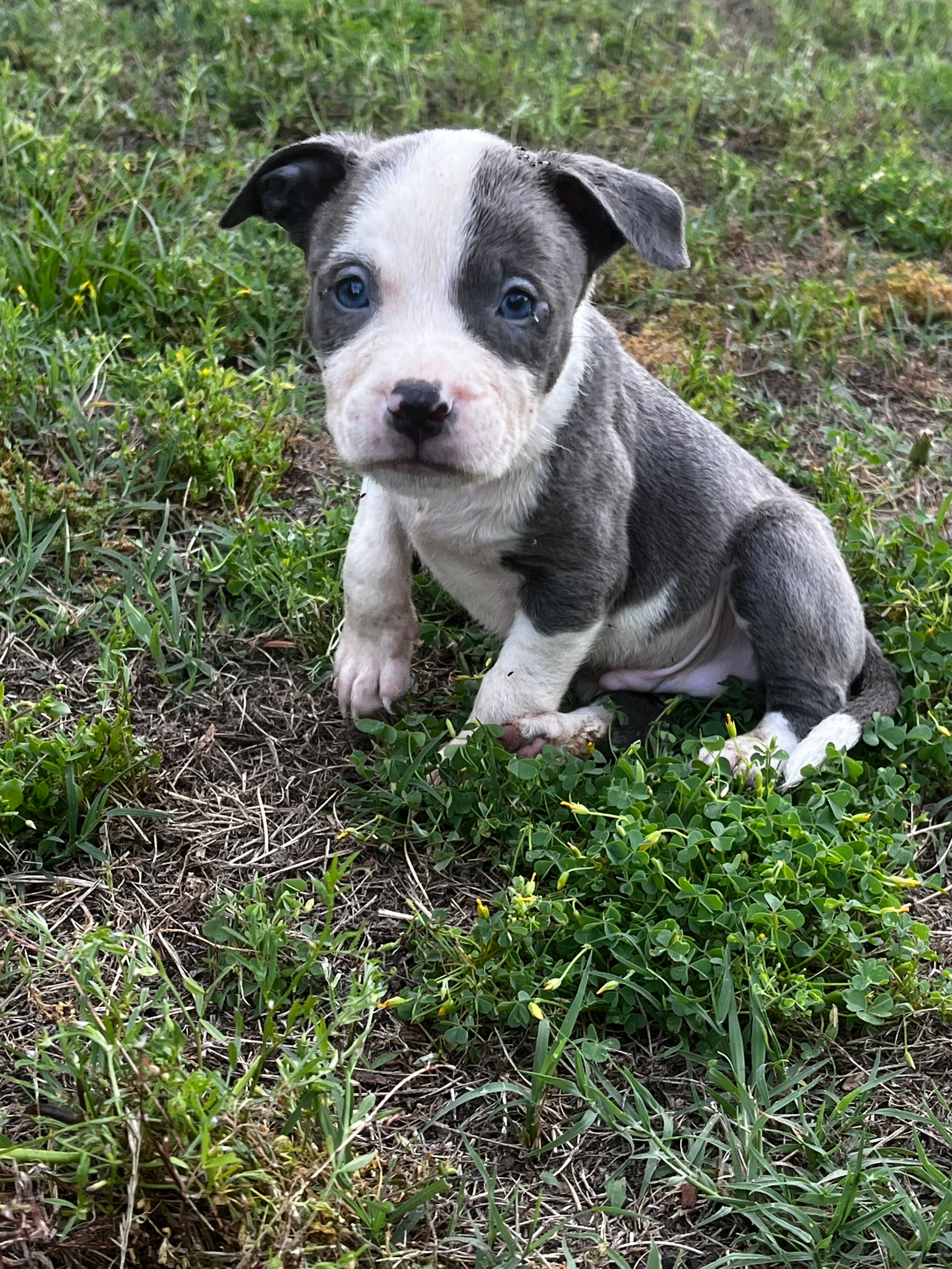 Prince, a male American Pit Bull Terrier for sale in Suffolk, VA – 2 of 5