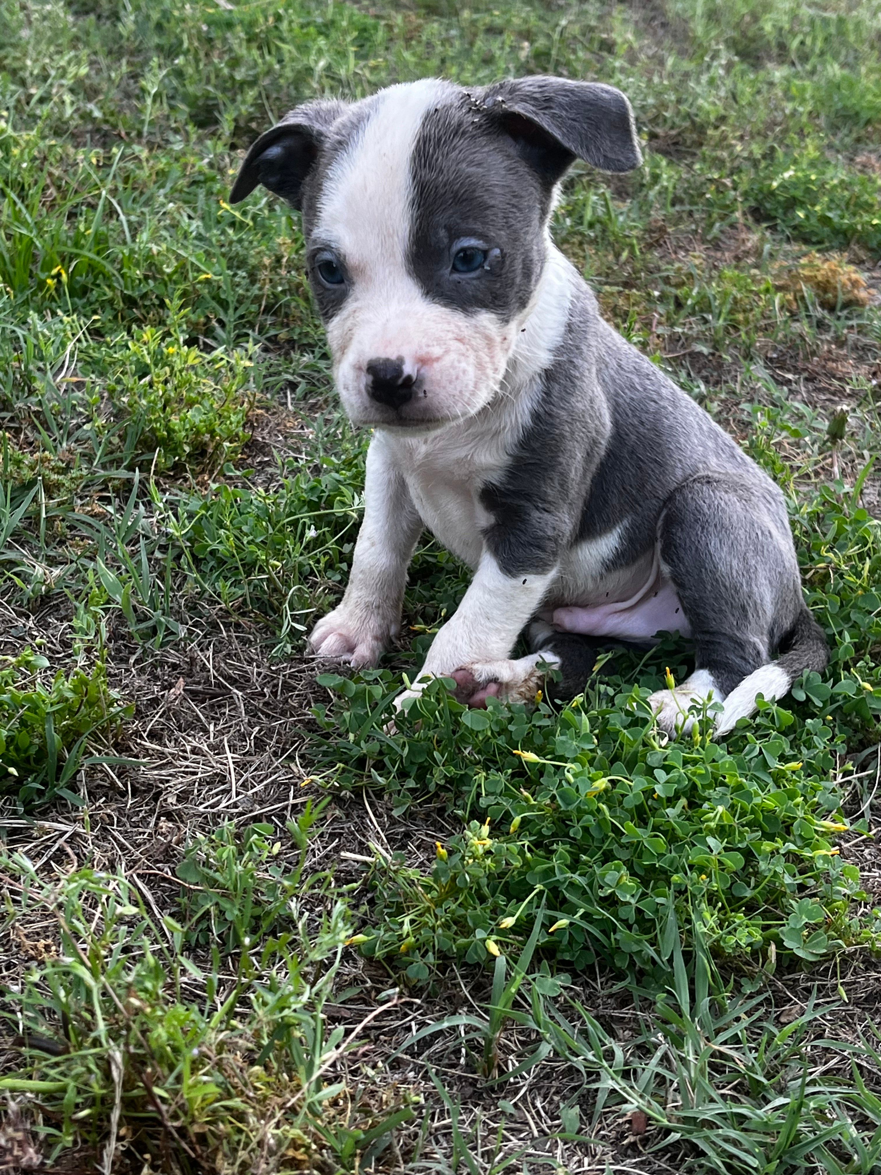 Prince, a male American Pit Bull Terrier for sale in Suffolk, VA – 3 of 5