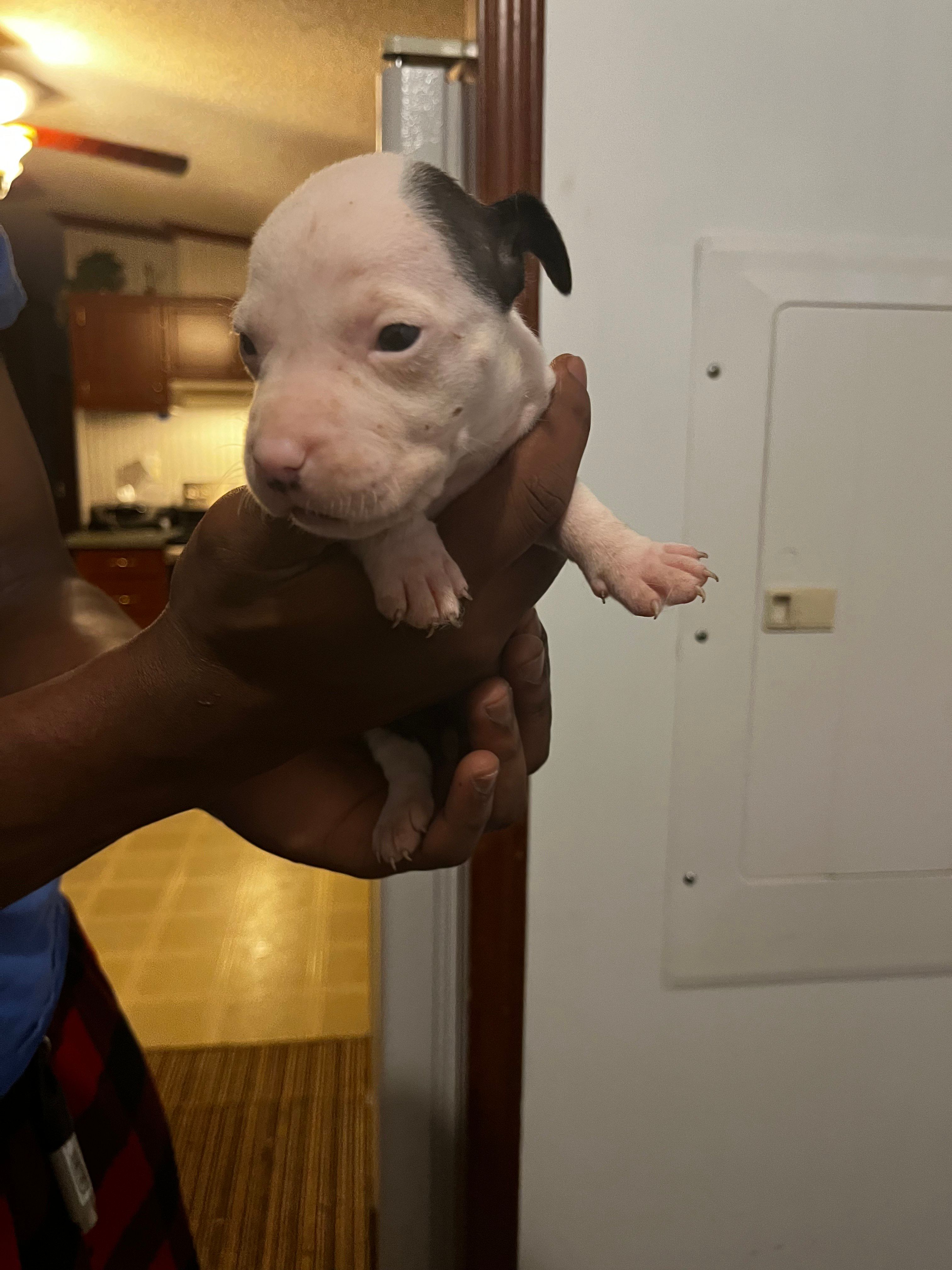 Jade, a female American Pit Bull Terrier for sale in Suffolk, VA – 4 of 6