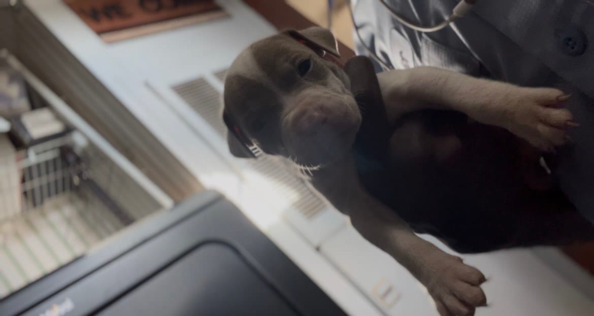 King  – American Pit Bull Terrier puppy for sale in Suffolk, VA