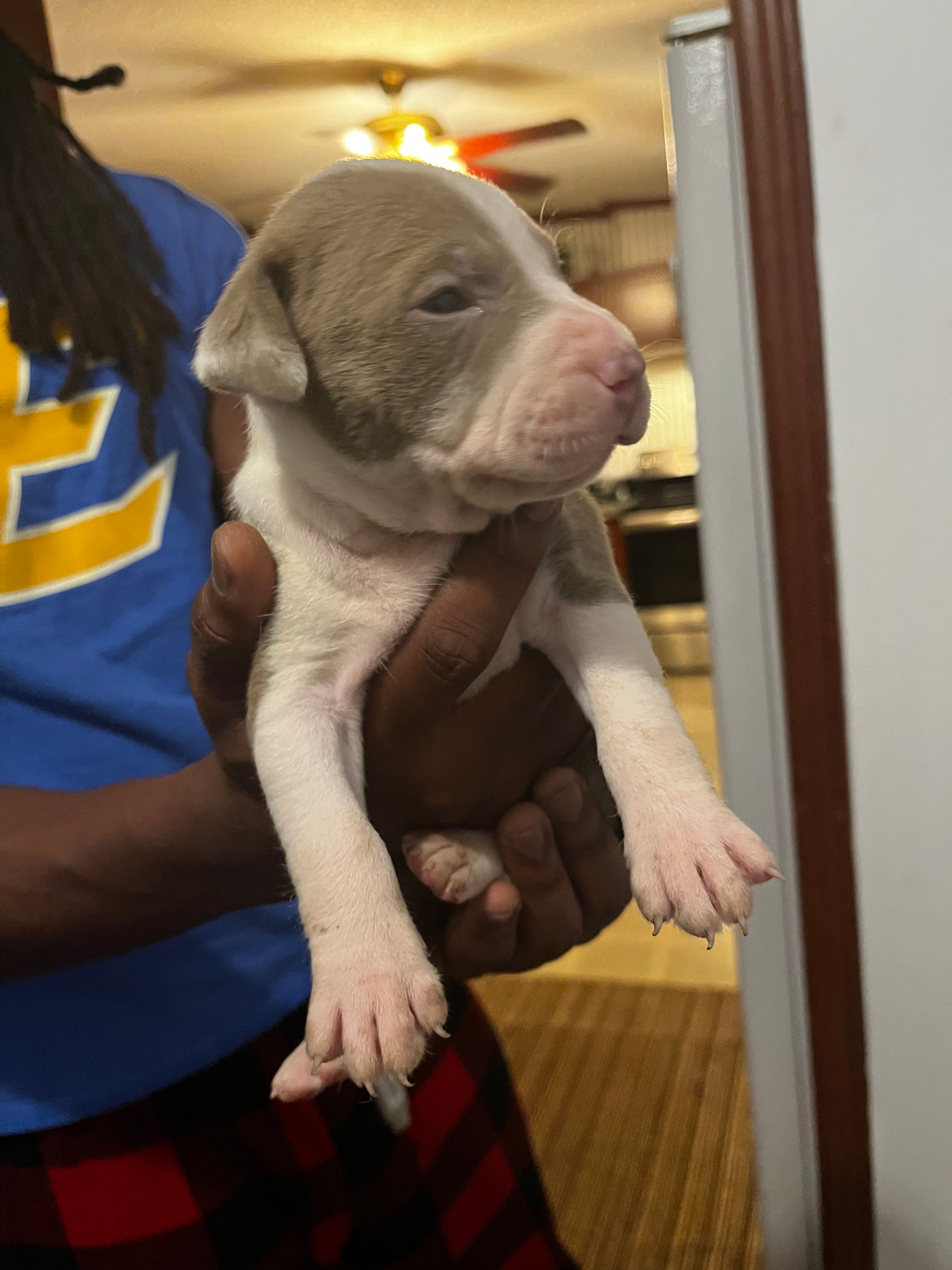 King , a male American Pit Bull Terrier for sale in Suffolk, VA – 4 of 7
