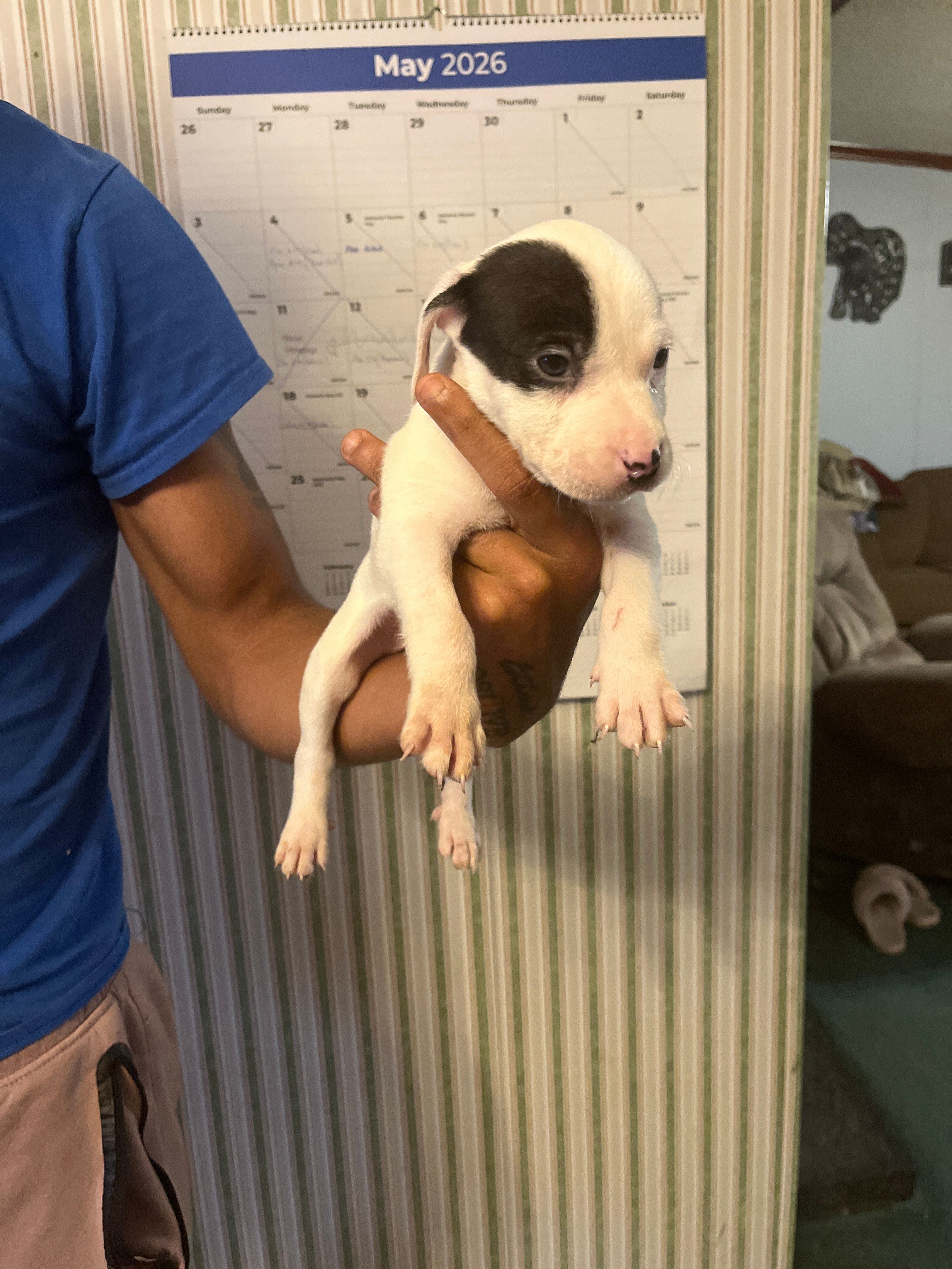 Jade – American Pit Bull Terrier puppy for sale in Suffolk, VA