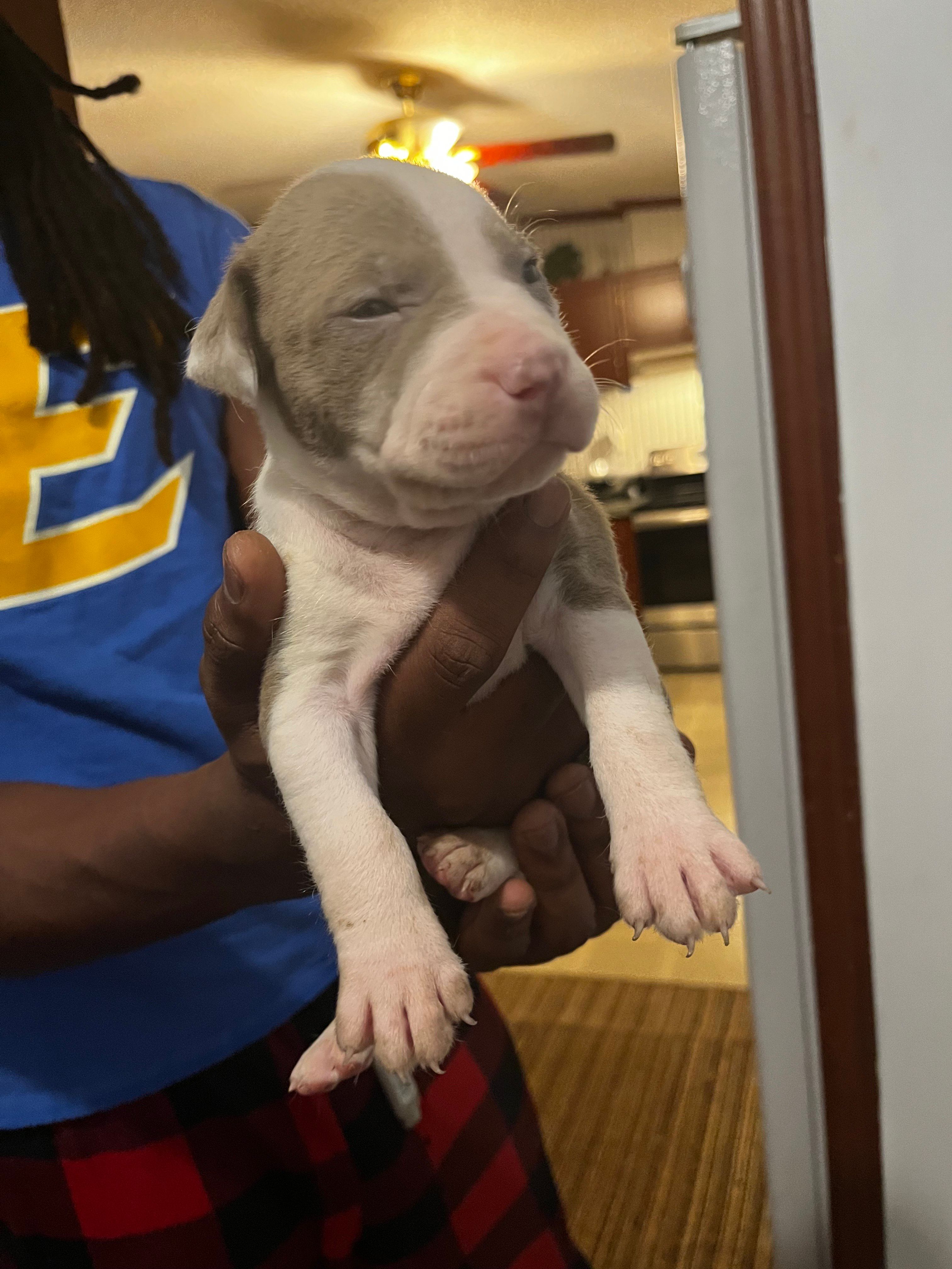 King , a male American Pit Bull Terrier for sale in Suffolk, VA – 6 of 7