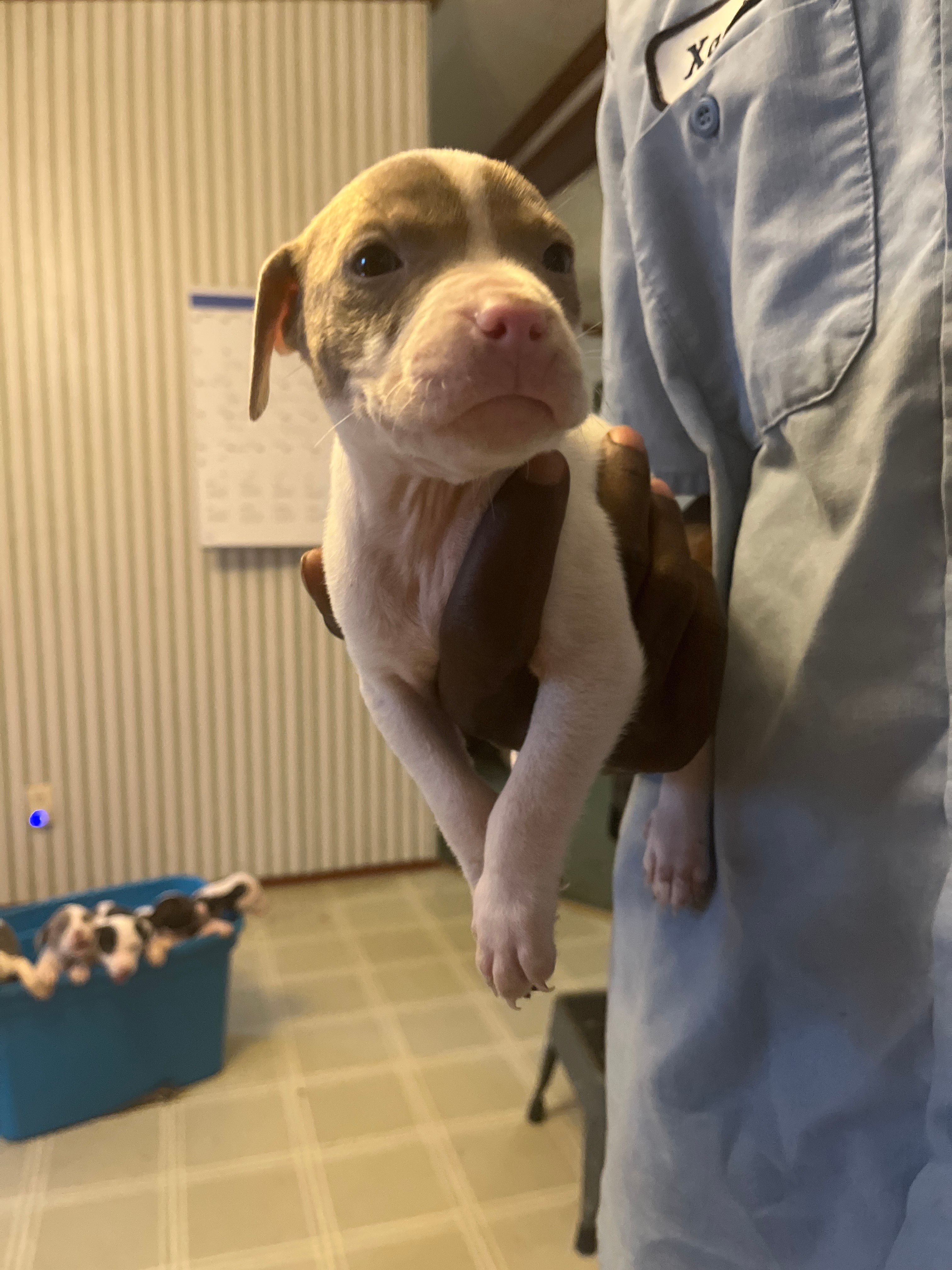 King , a male American Pit Bull Terrier for sale in Suffolk, VA – 5 of 7