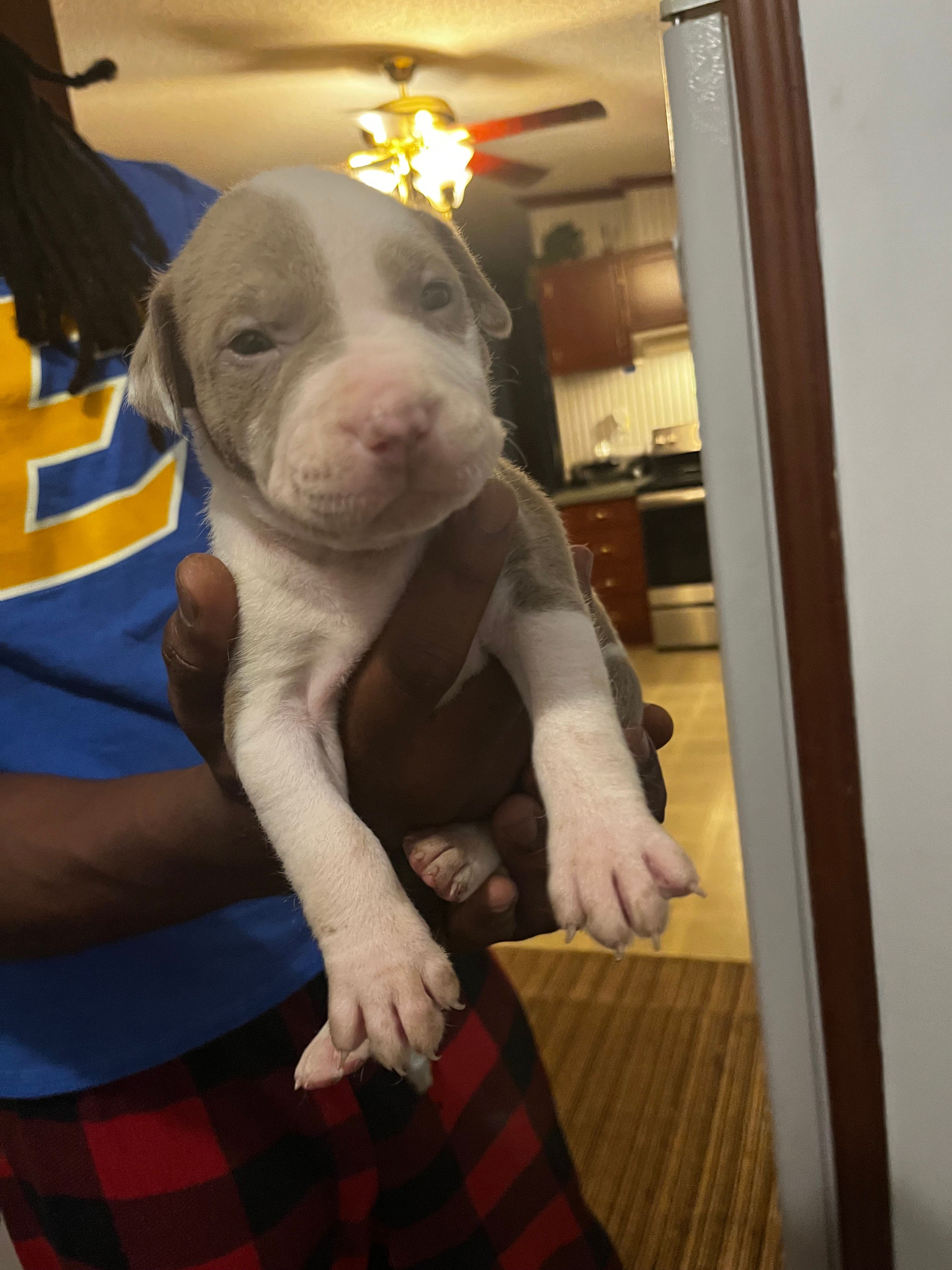 King , a male American Pit Bull Terrier for sale in Suffolk, VA – 3 of 7