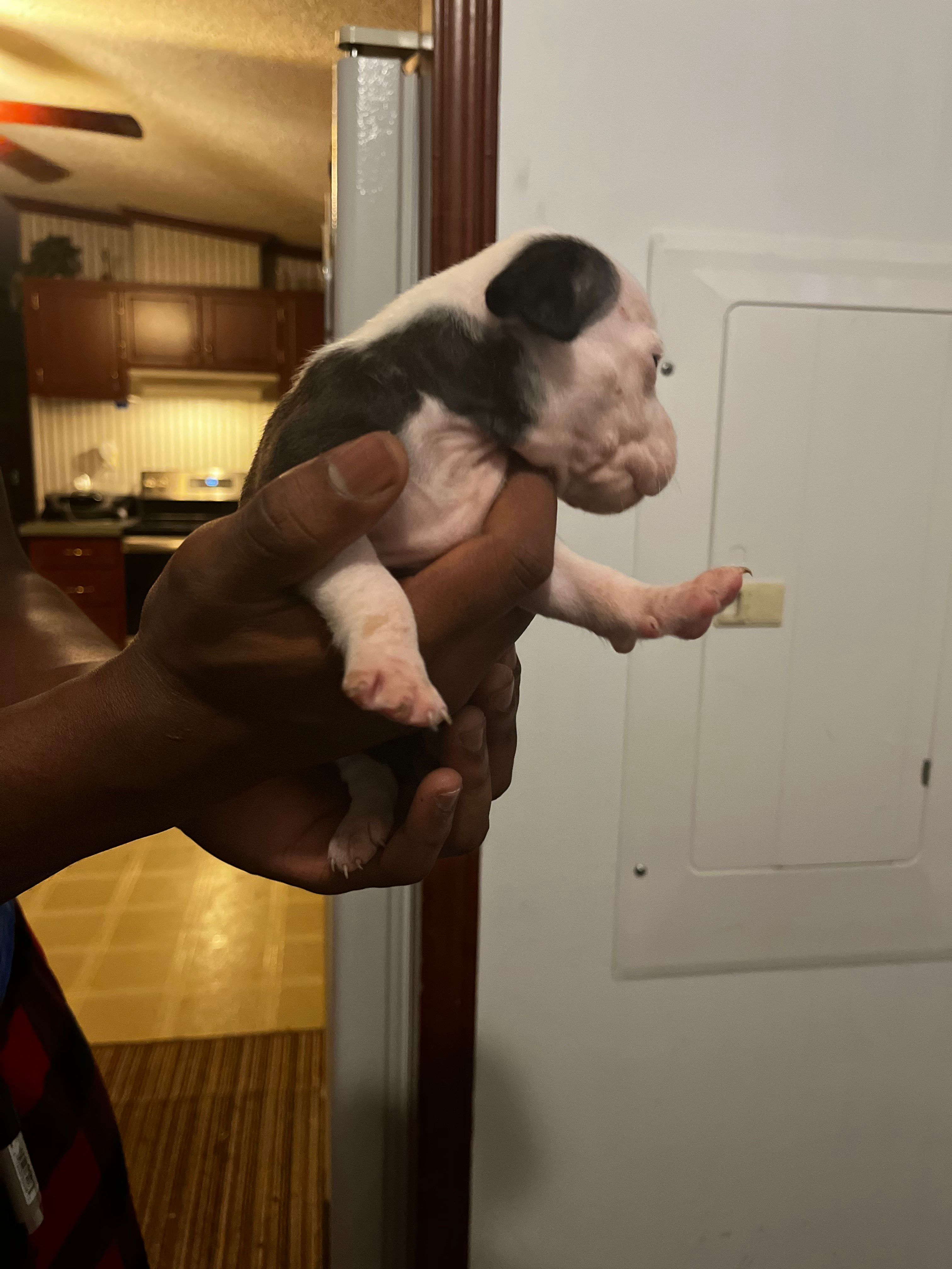 Jade, a female American Pit Bull Terrier for sale in Suffolk, VA – 6 of 6