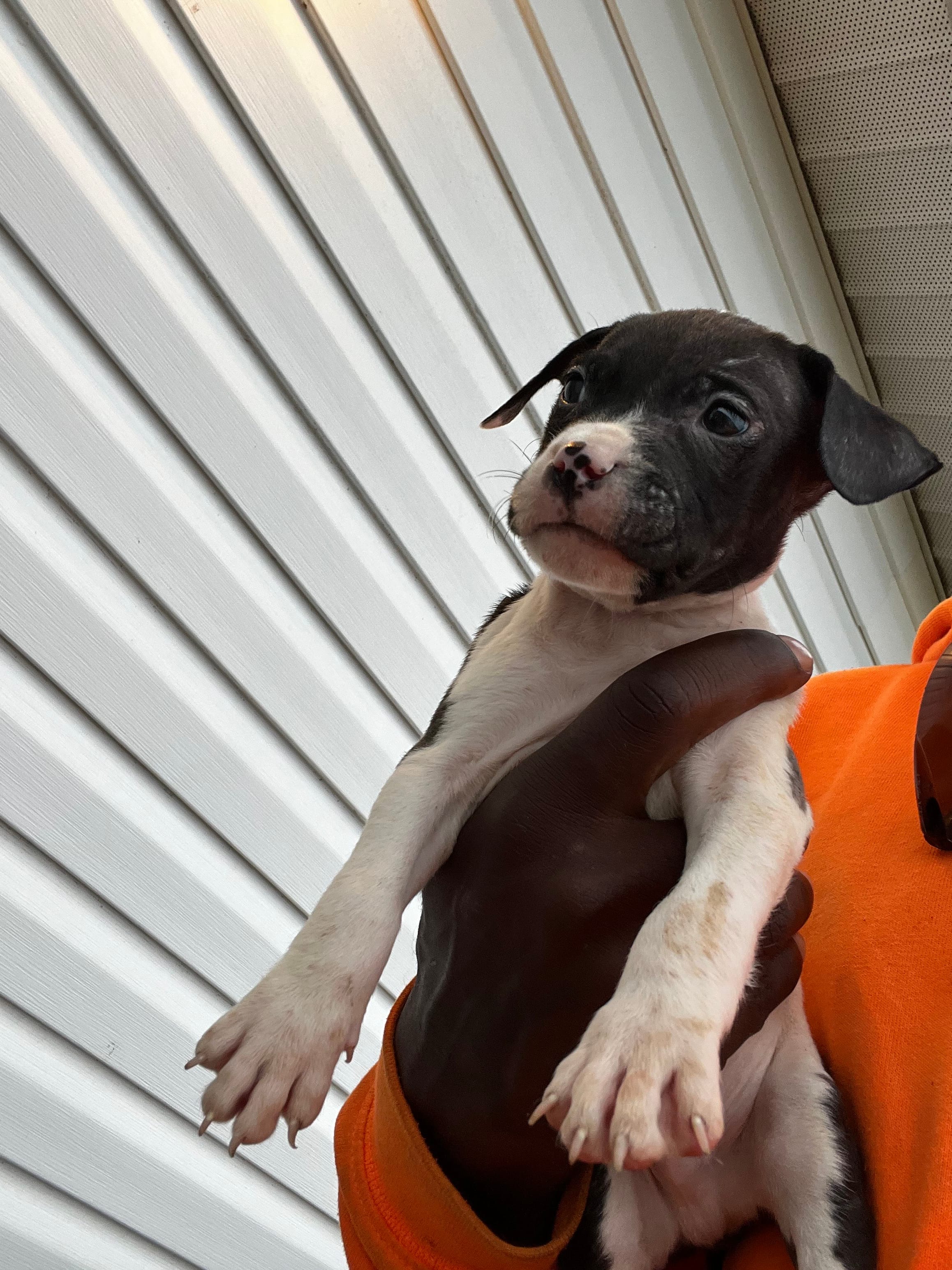 Rex, a female American Pit Bull Terrier for sale in Suffolk, VA – 3 of 6