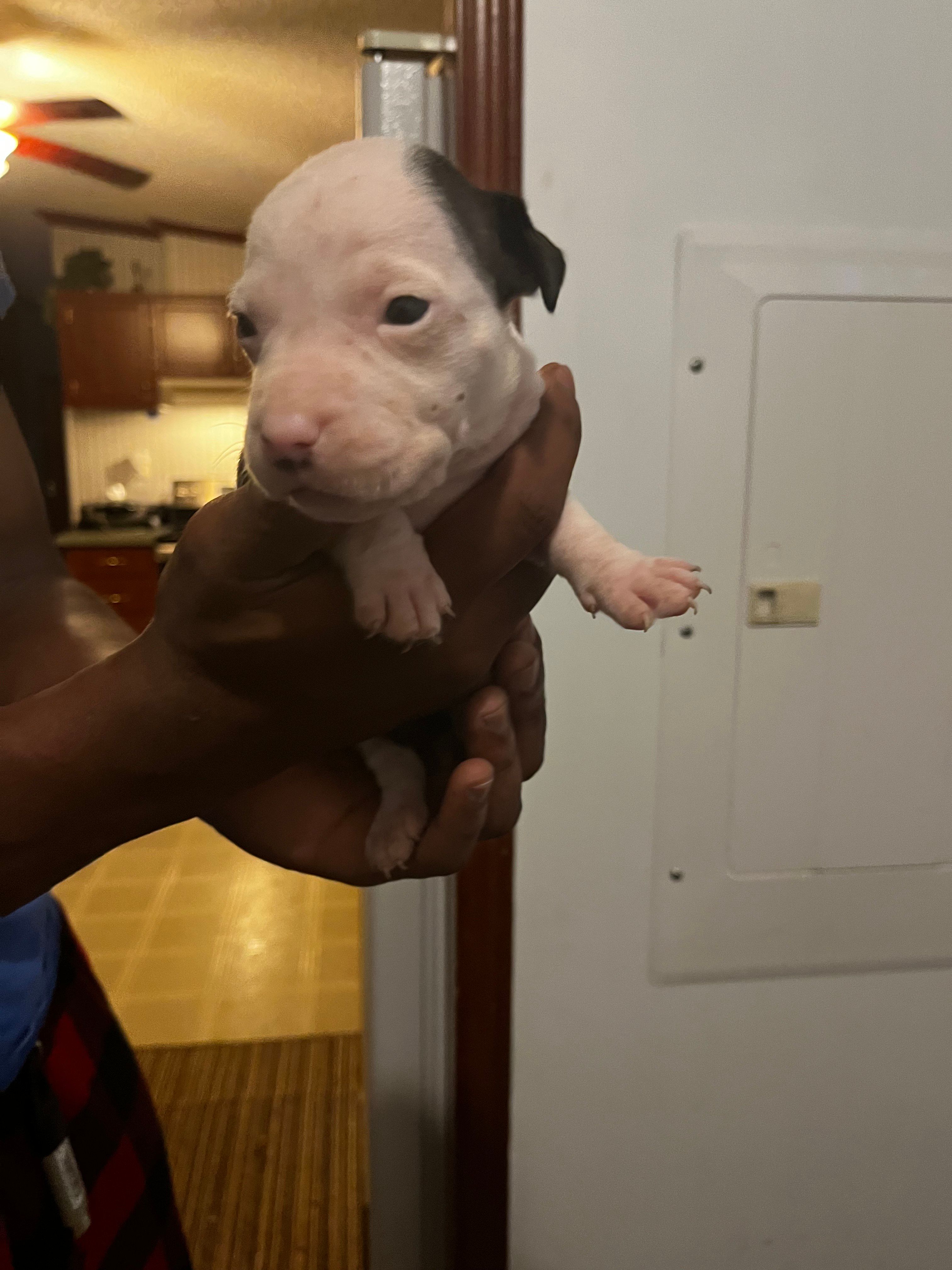 Jade, a female American Pit Bull Terrier for sale in Suffolk, VA – 5 of 6