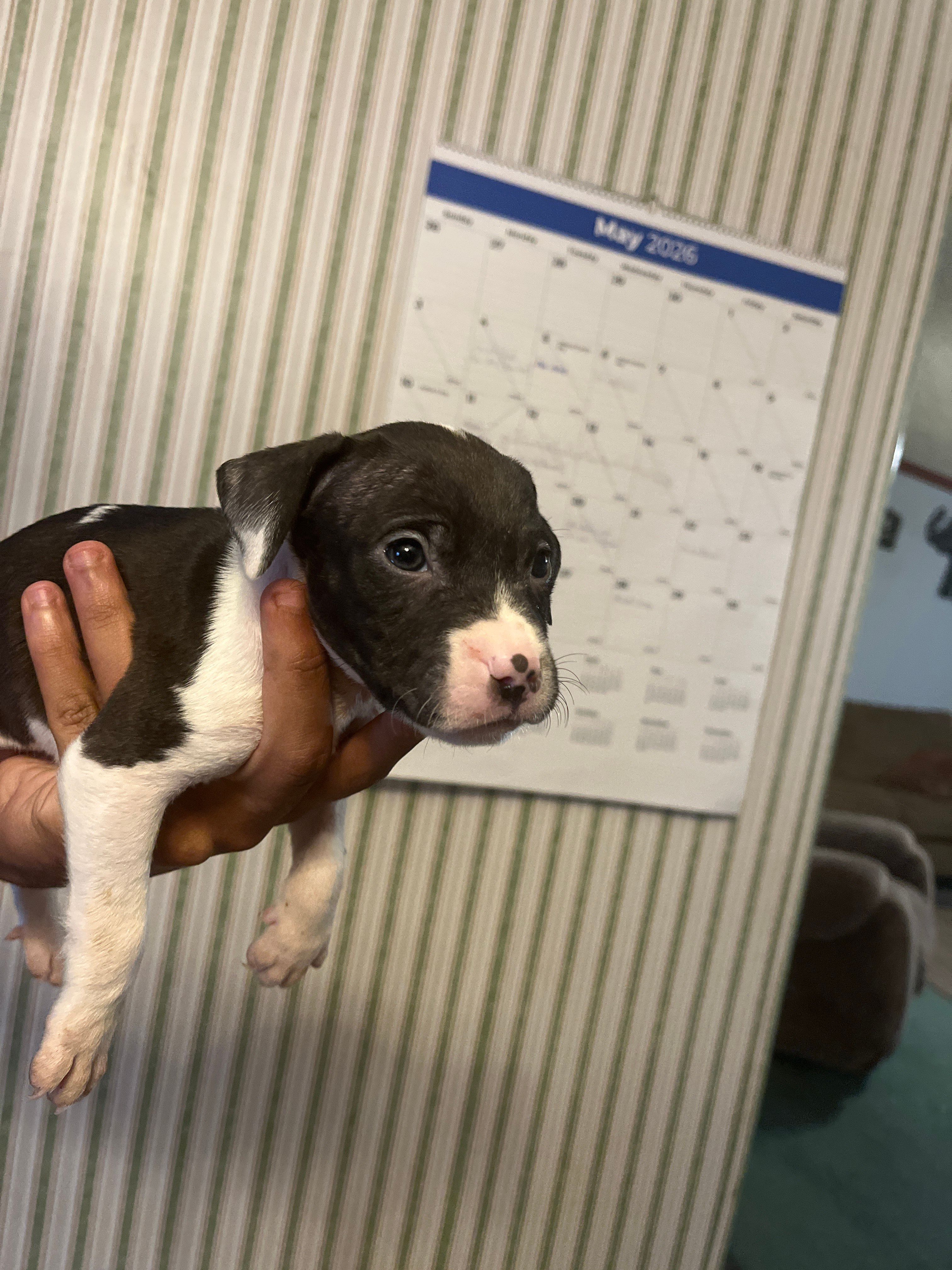 Rex – American Pit Bull Terrier puppy for sale in Suffolk, VA