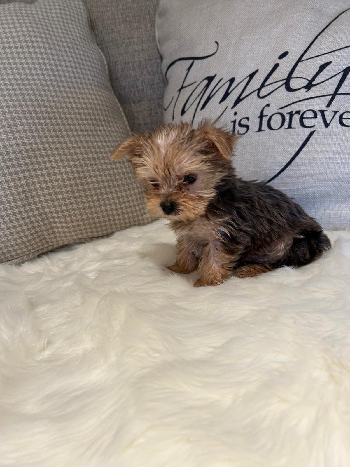 Duke – Yorkshire Terrier puppy for sale in Palmdale, CA