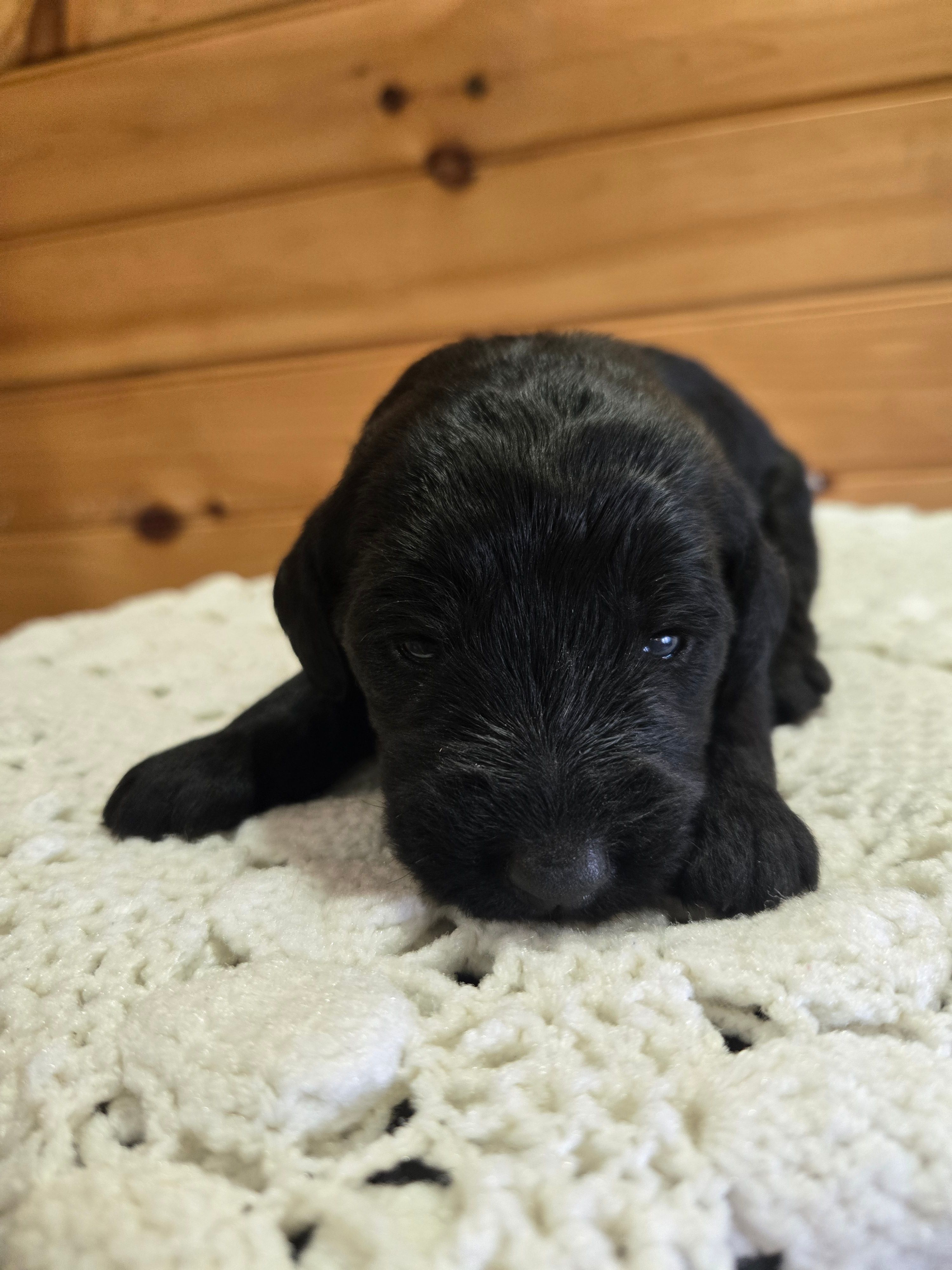 Oakley – Labradoodle puppy for sale in Williamstown, KY