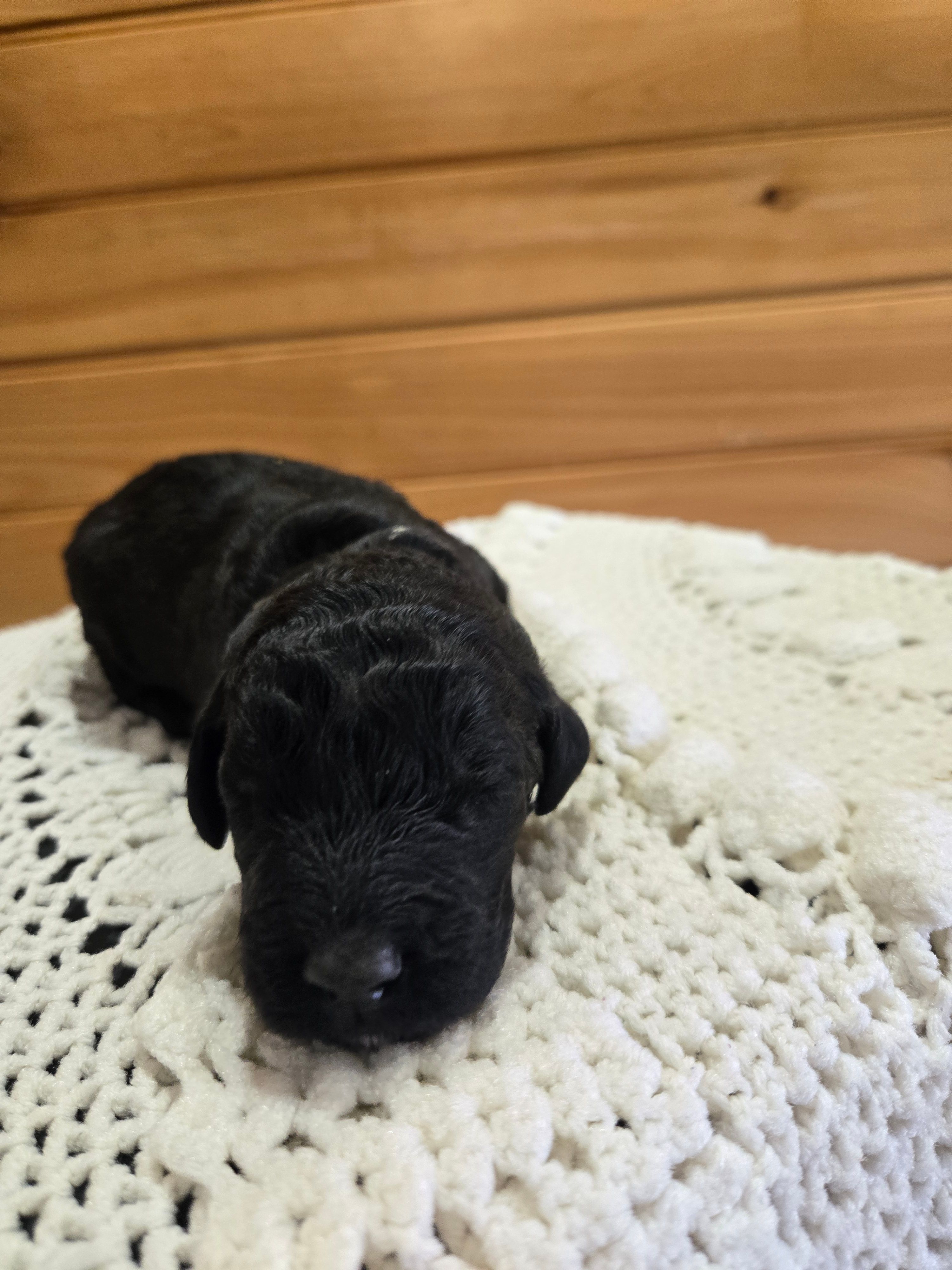 Bentley  – Labradoodle puppy for sale in Williamstown, KY