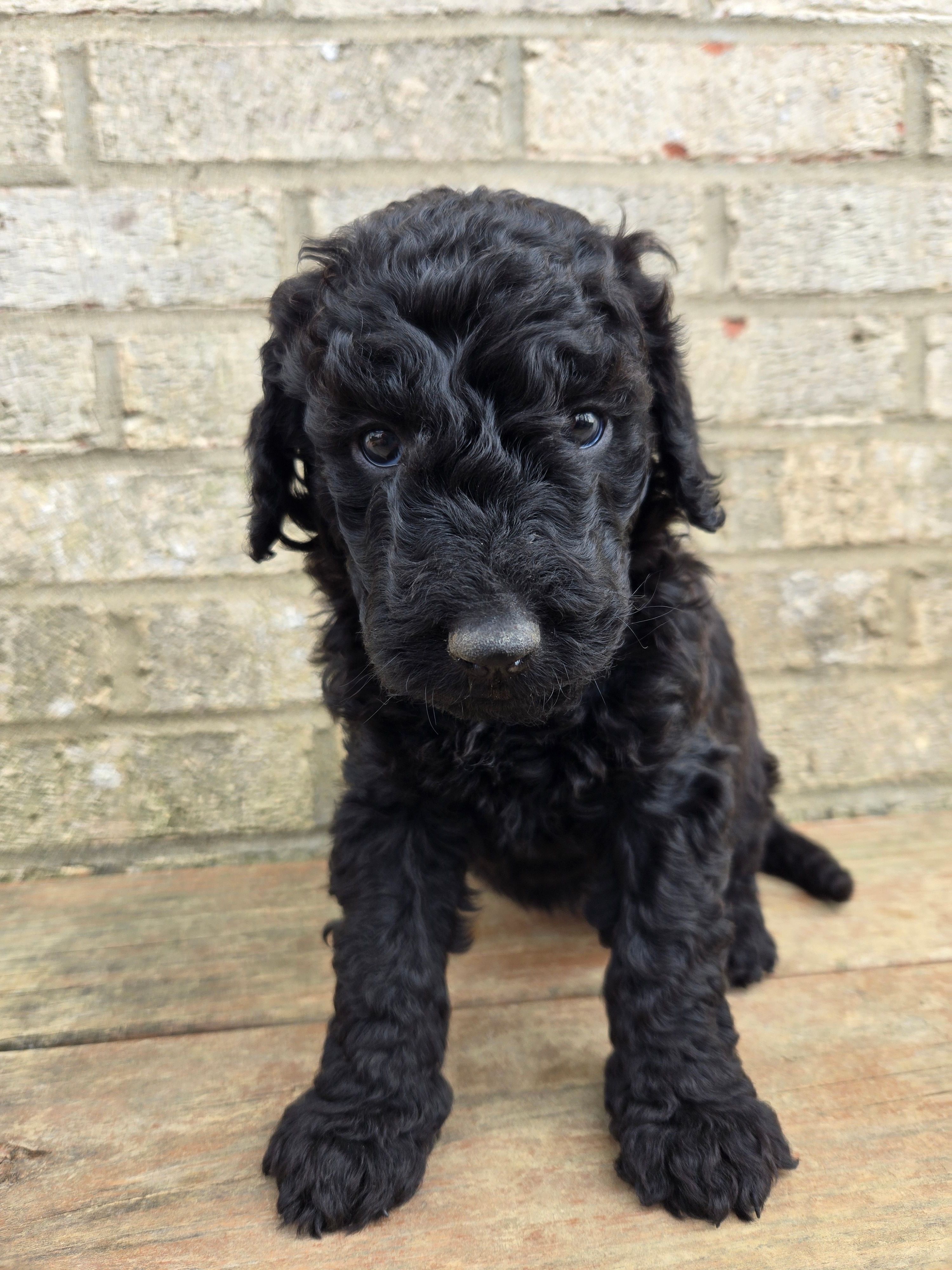 Sunny – Labradoodle puppy for sale in Williamstown, KY